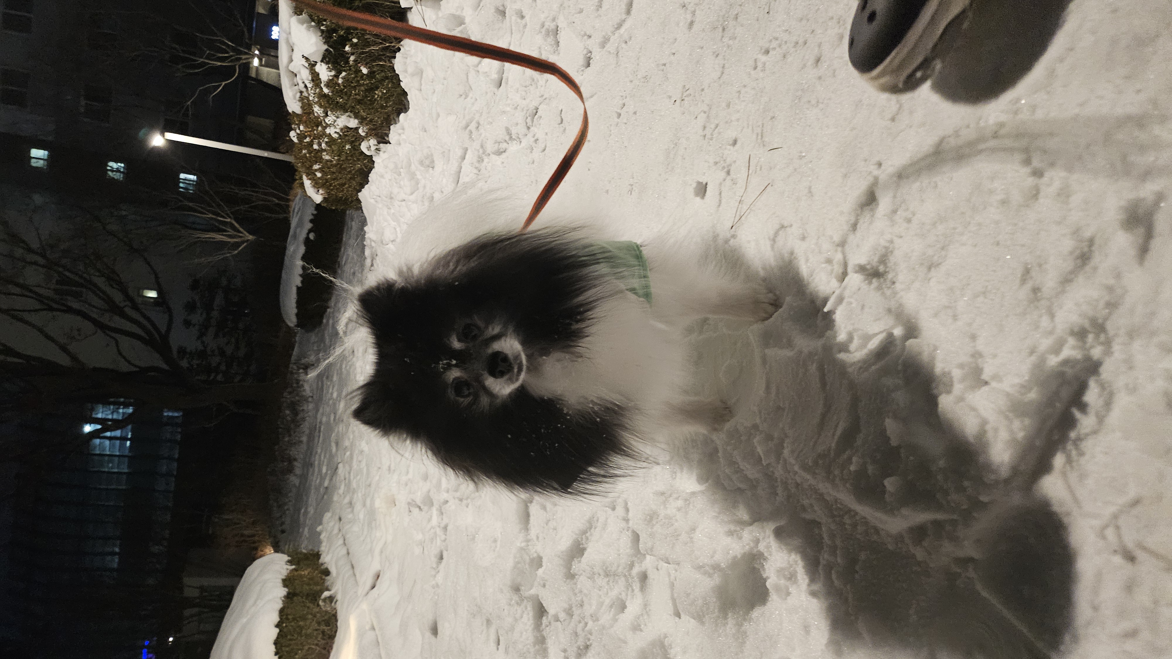 봄이(하울이) 임보 후 입양 후기