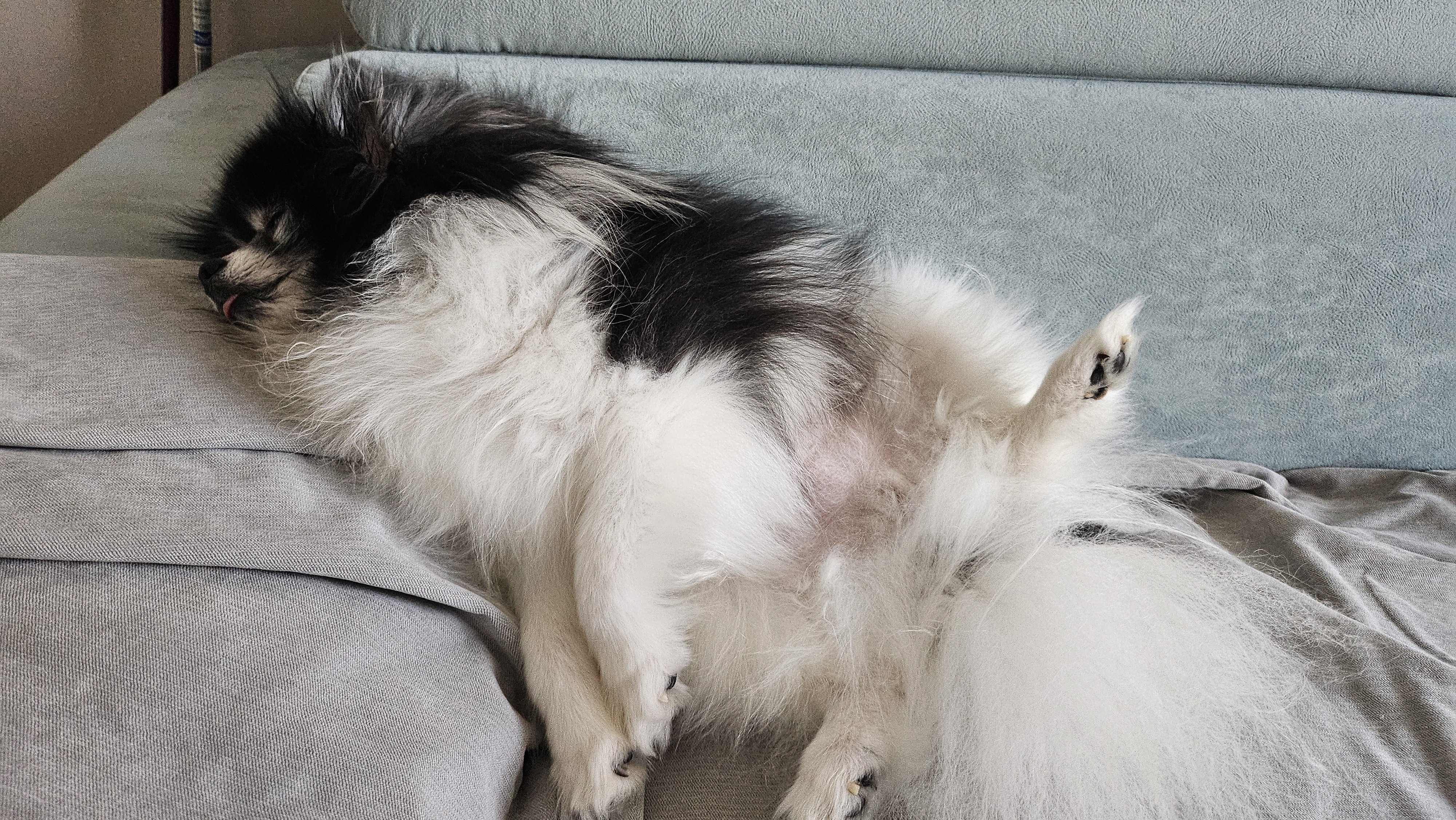 봄이(하울이) 임보 후 입양 후기