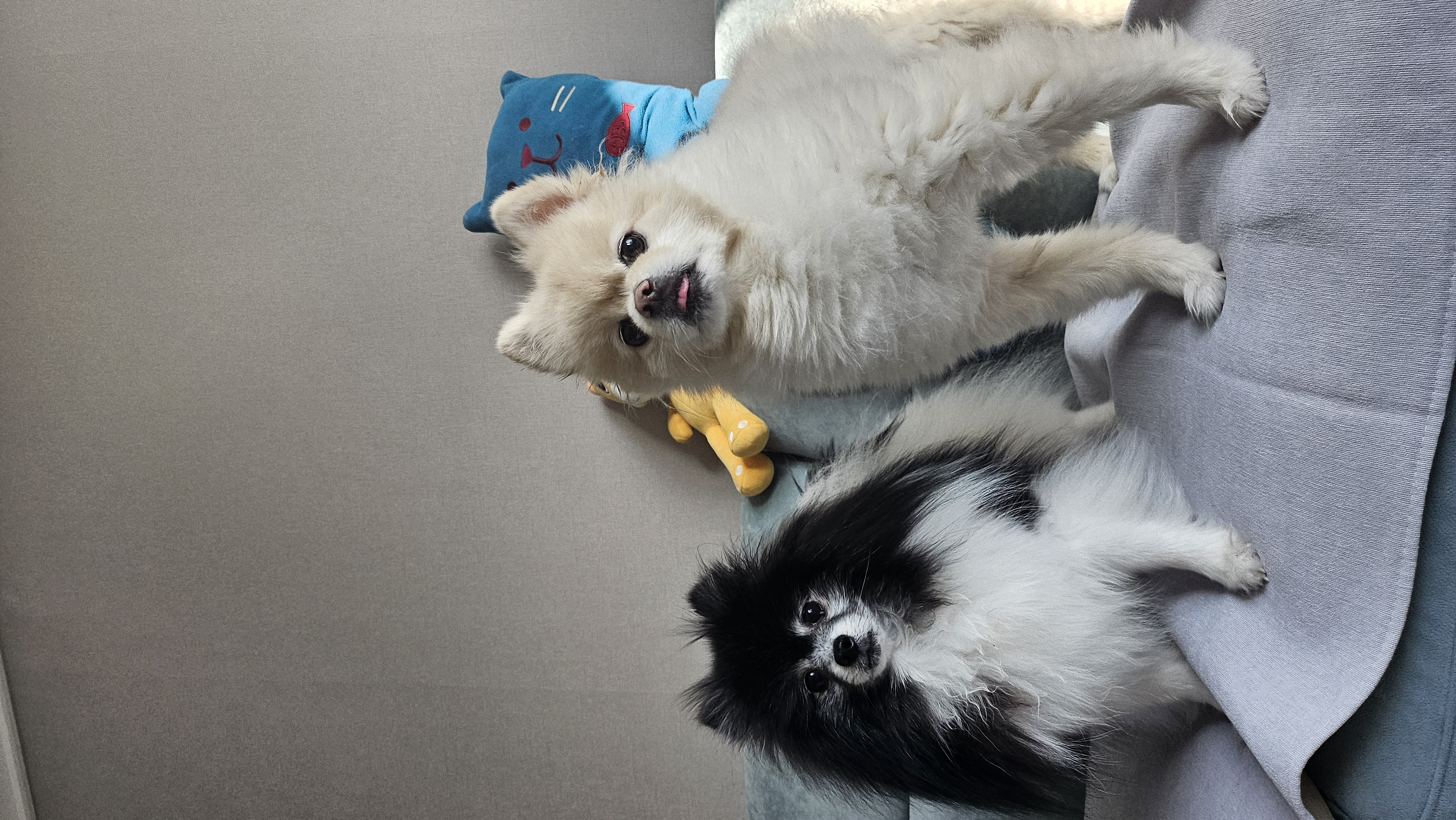 봄이(하울이) 임보 후 입양 후기