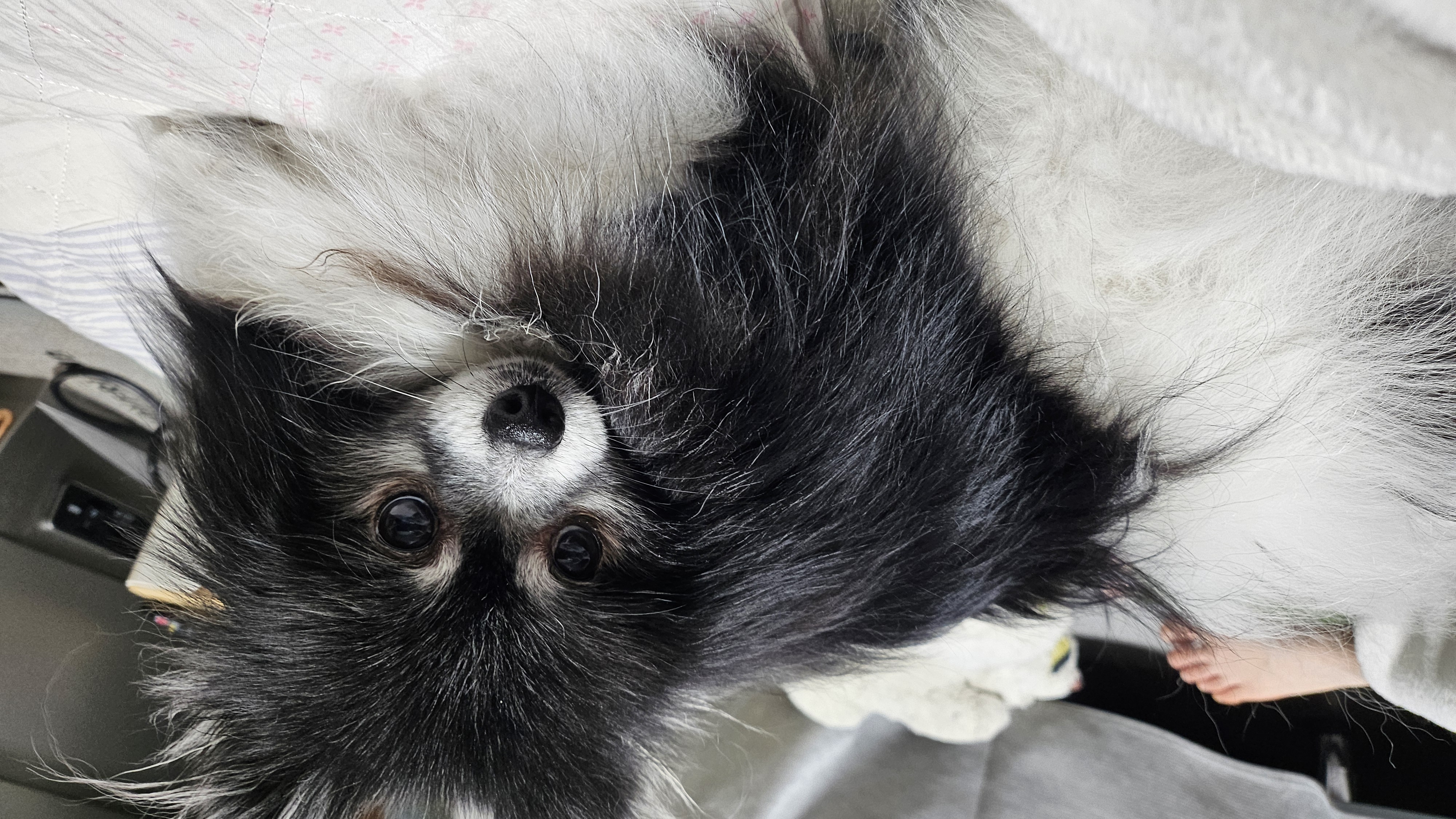 봄이(하울이) 임보 후 입양 후기