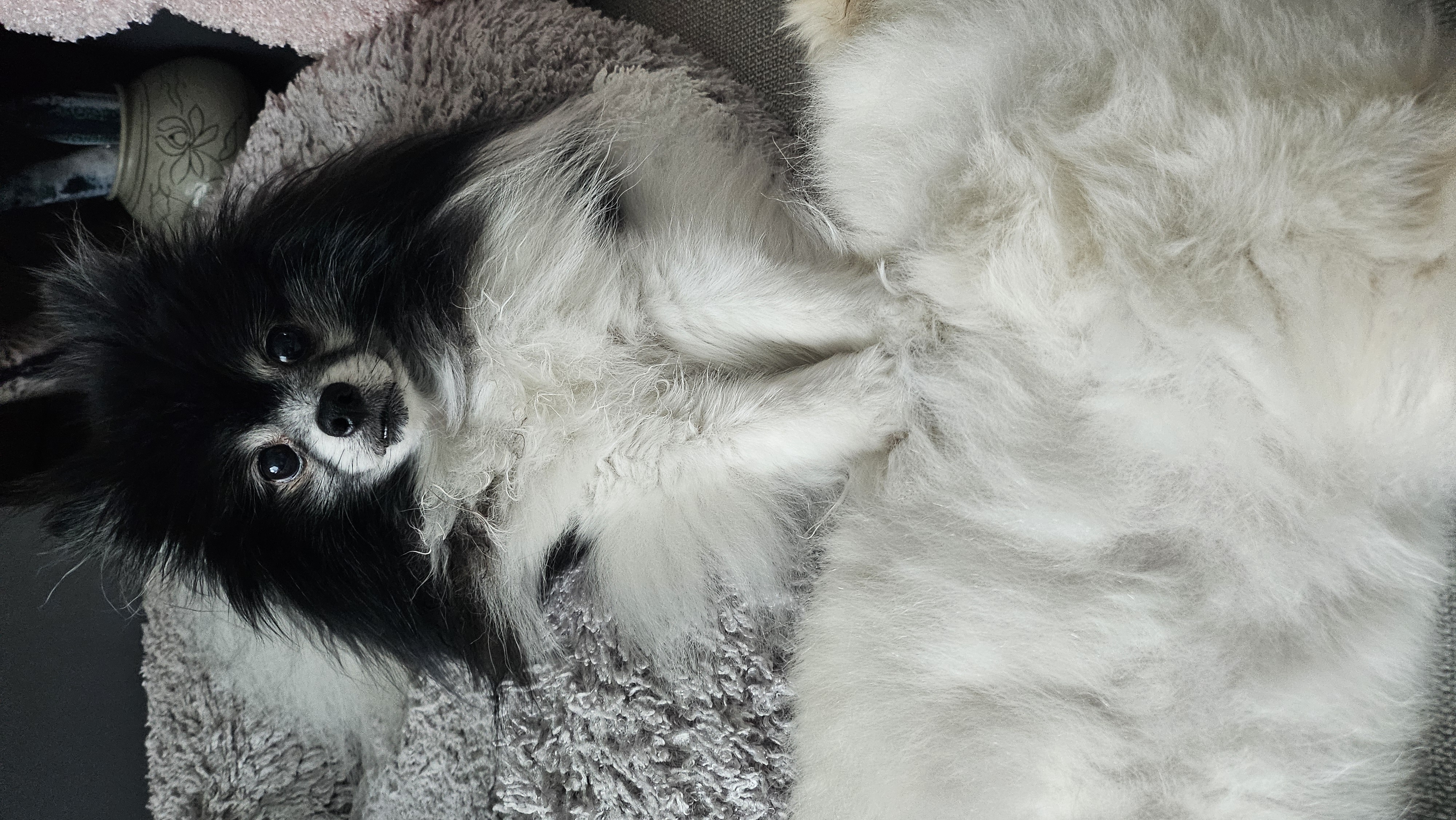 봄이(하울이) 임보 후 입양 후기