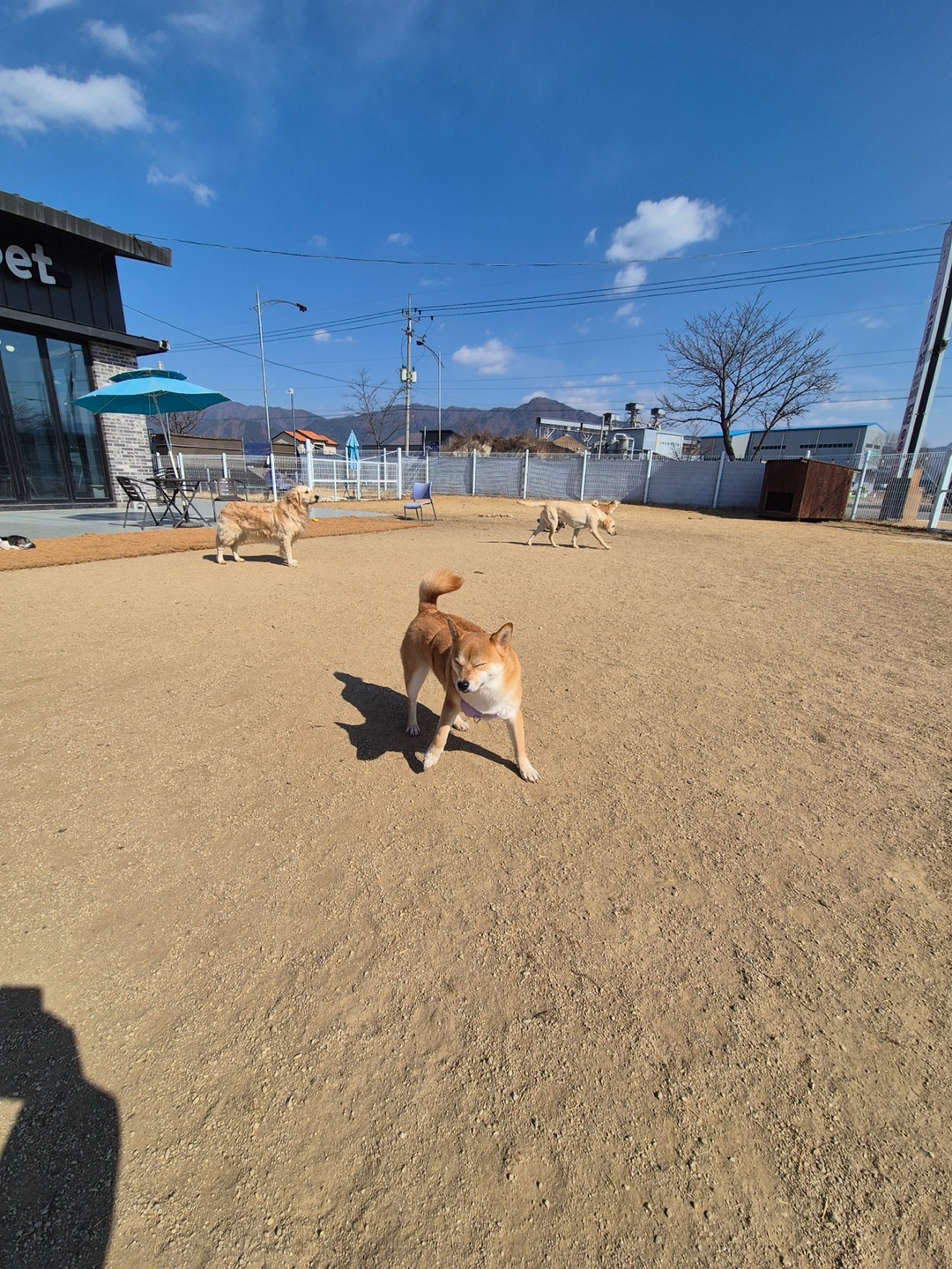 금동이 (전 : 쫄이) 1년 입양후기 