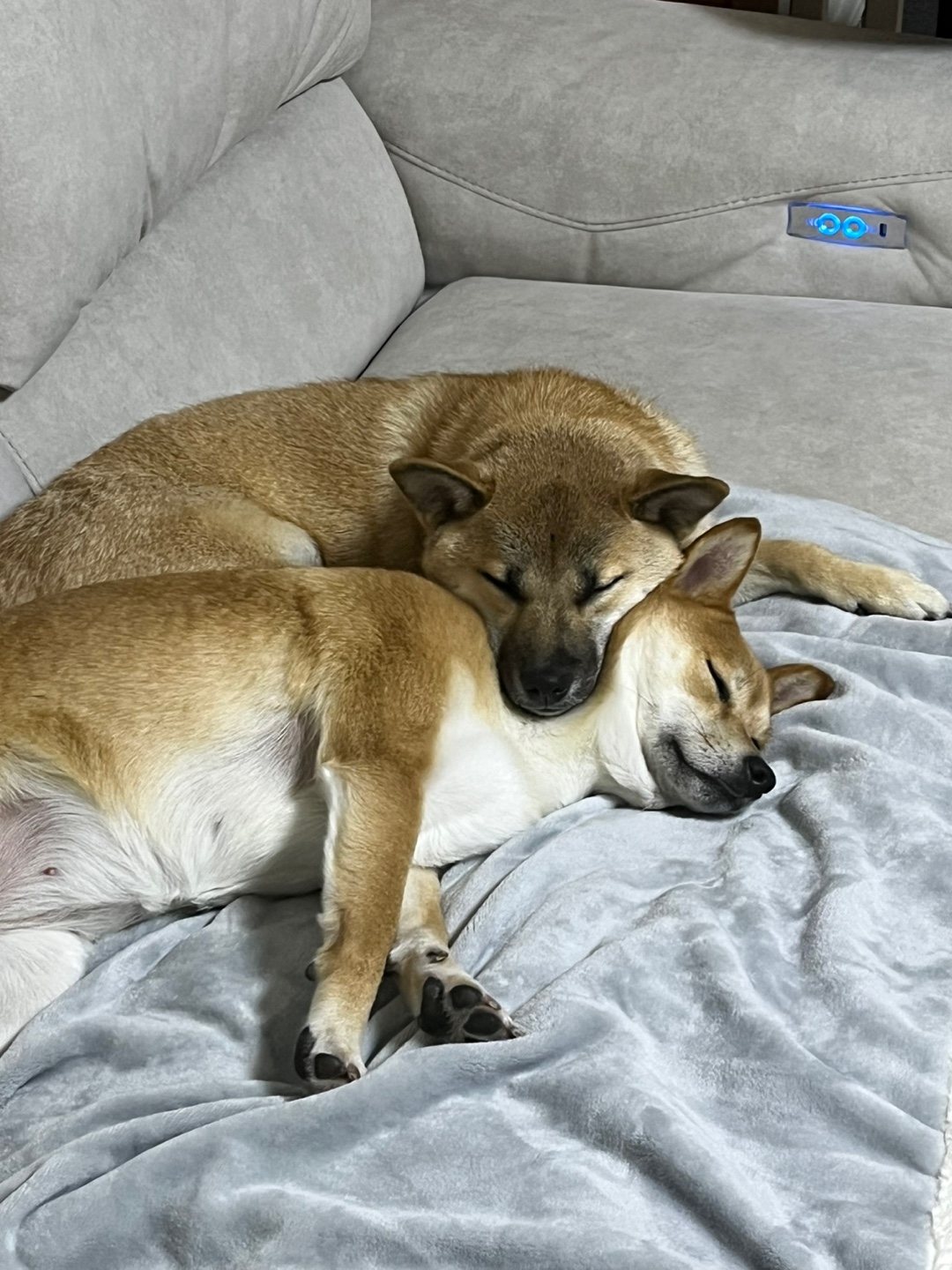 금동이 (전 : 쫄이) 1년 입양후기 