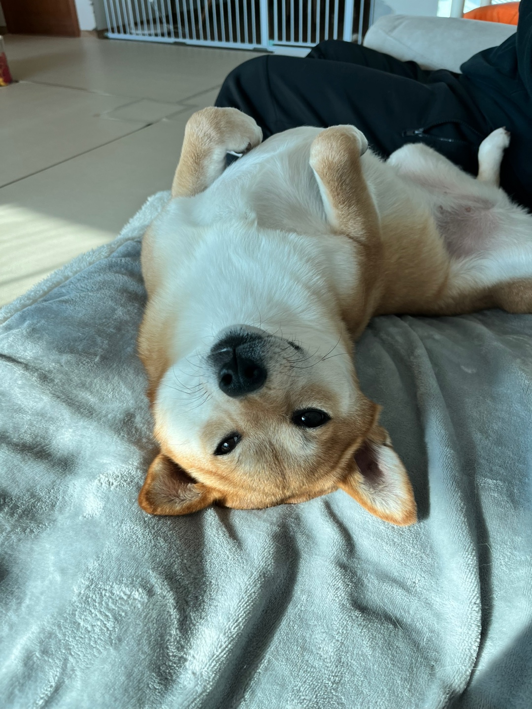 금동이 (전 : 쫄이) 1년 입양후기 