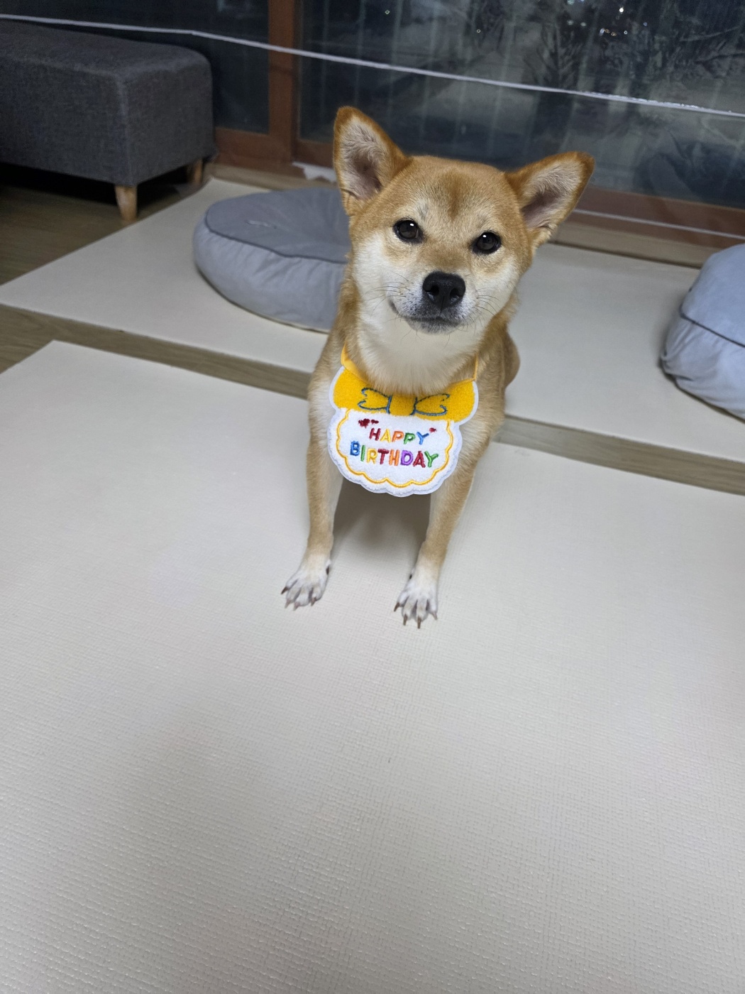 금동이 (전 : 쫄이) 1년 입양후기 