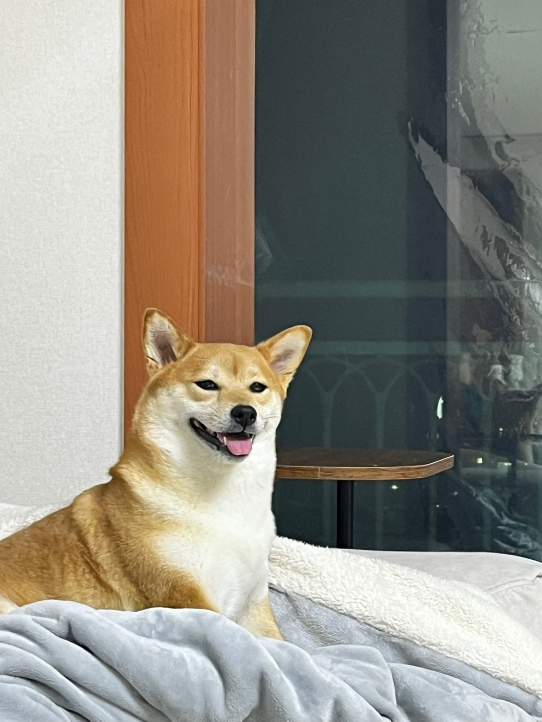 금동이 (전 : 쫄이) 1년 입양후기 