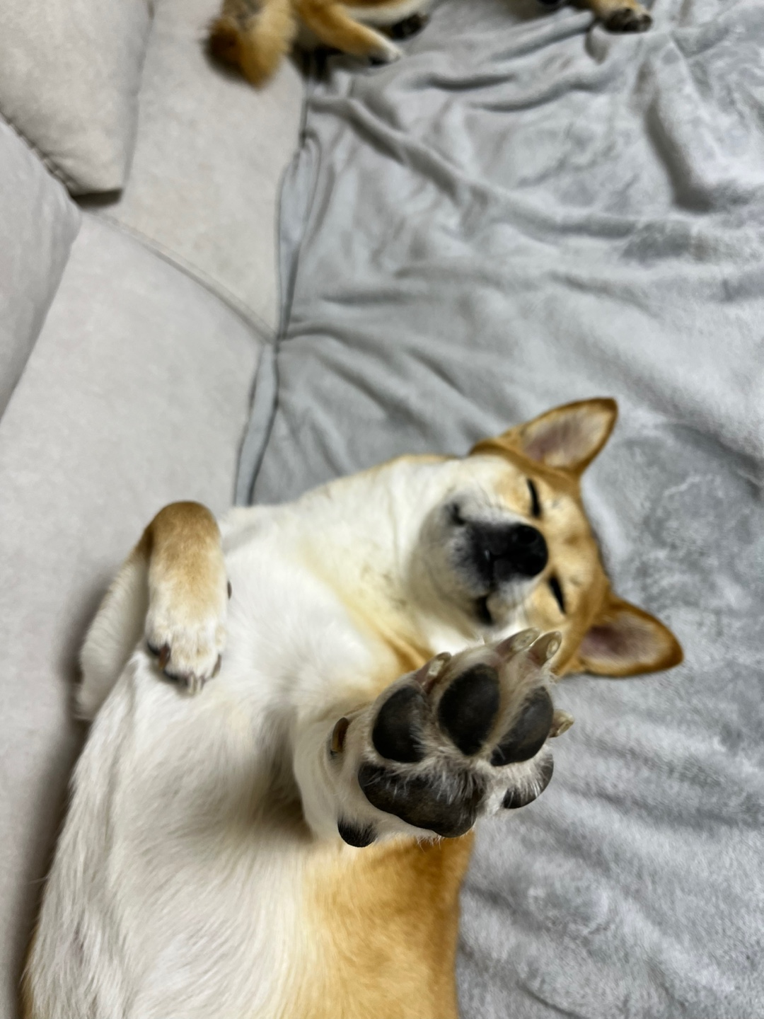 금동이 (전 : 쫄이) 1년 입양후기 