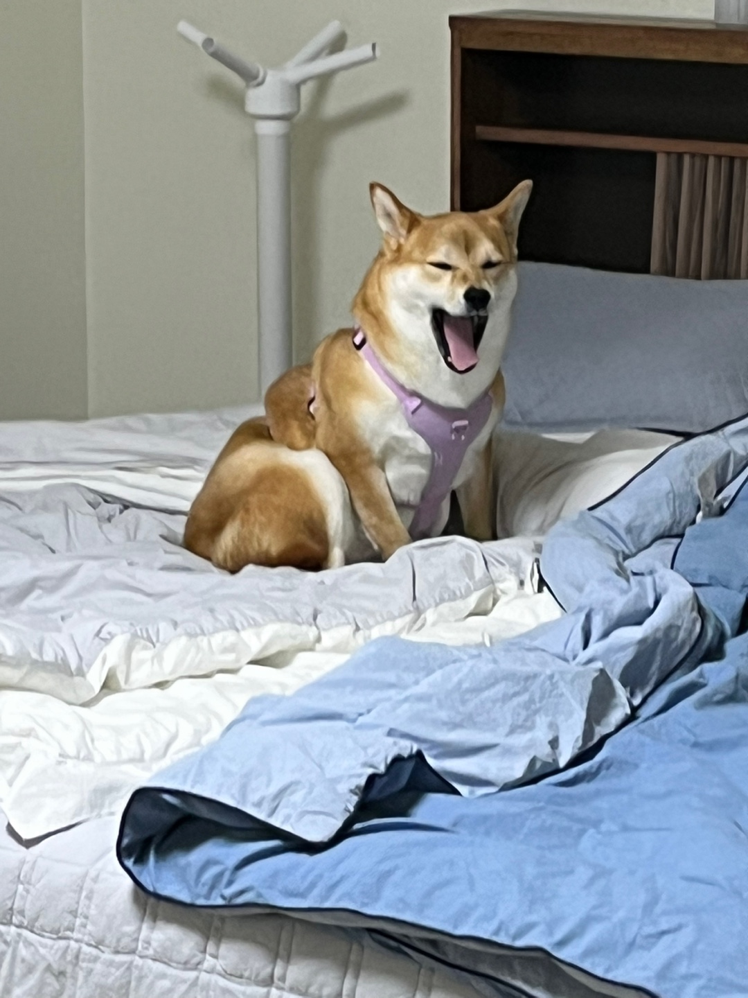 금동이 (전 : 쫄이) 1년 입양후기 