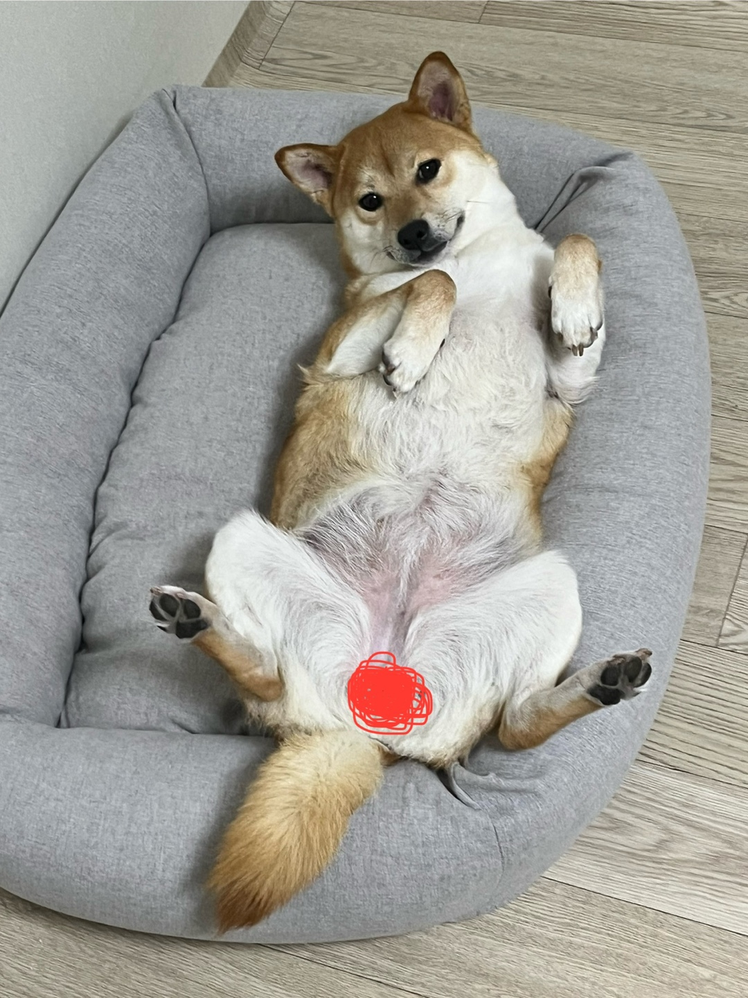 금동이 (전 : 쫄이) 1년 입양후기 