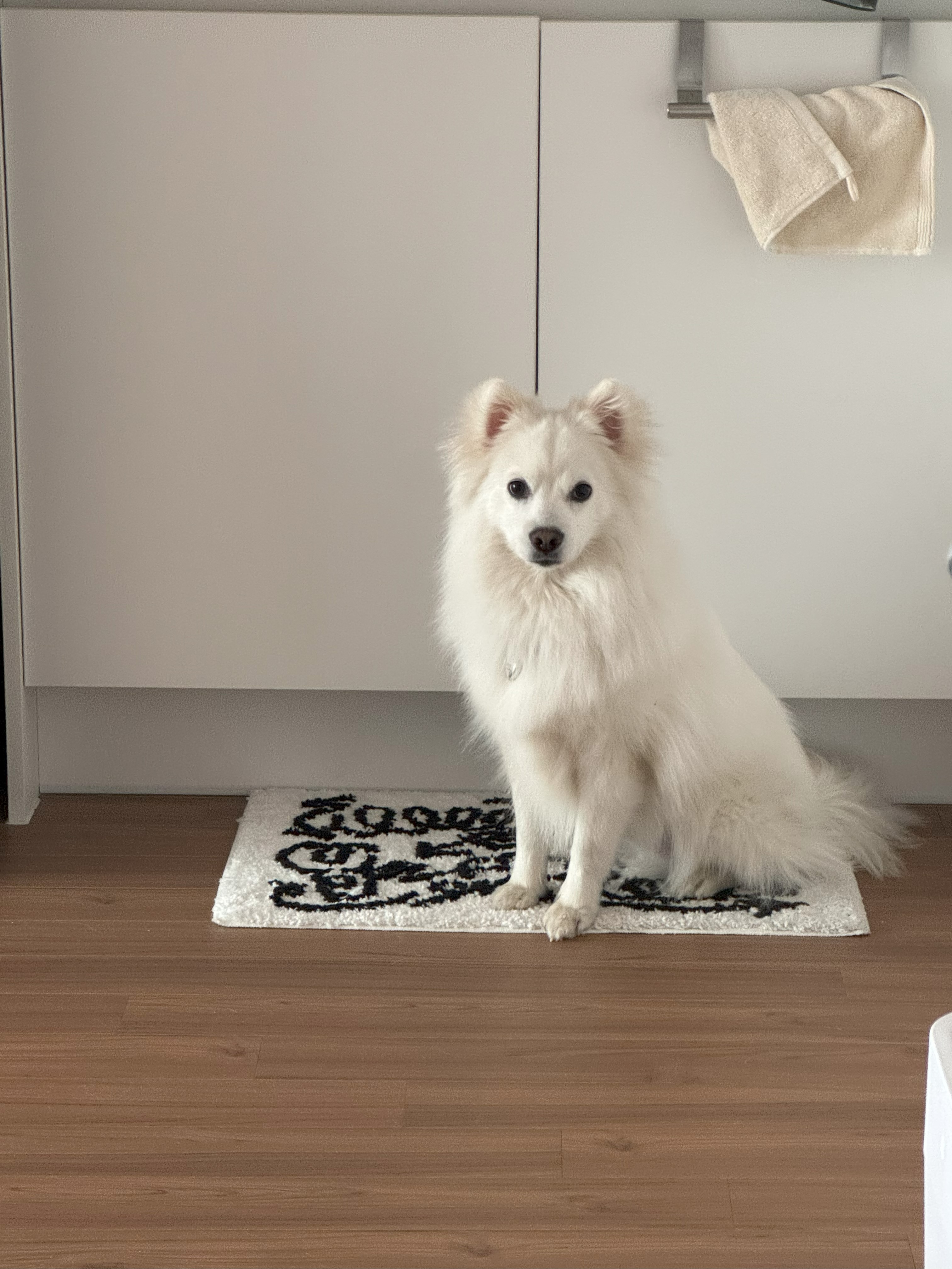 코비(유호) 입양 3개월차!
