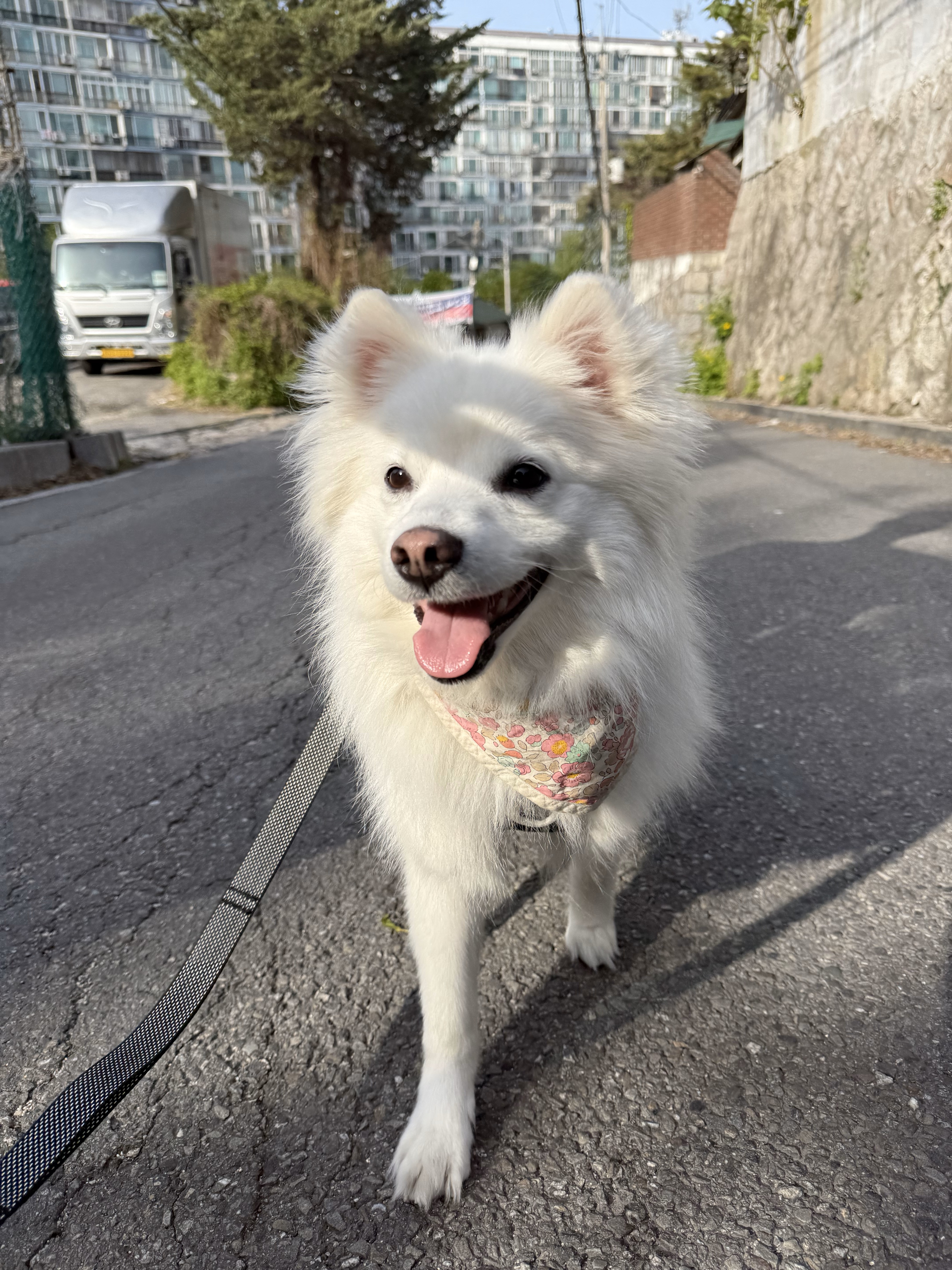 코비(유호) 입양 3개월차!