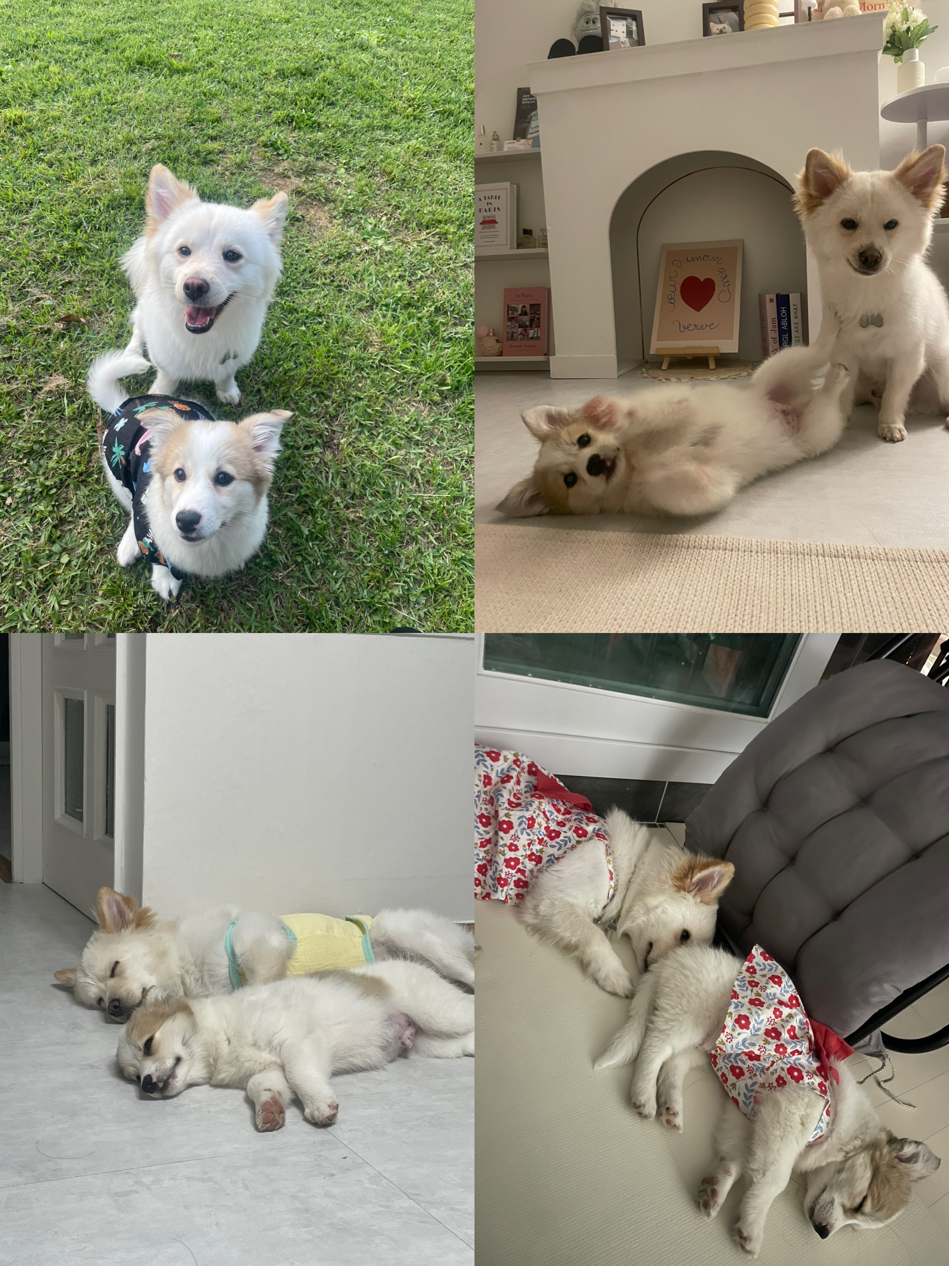 모랑이(만복이) 한달만에 훌쩍커버린후기