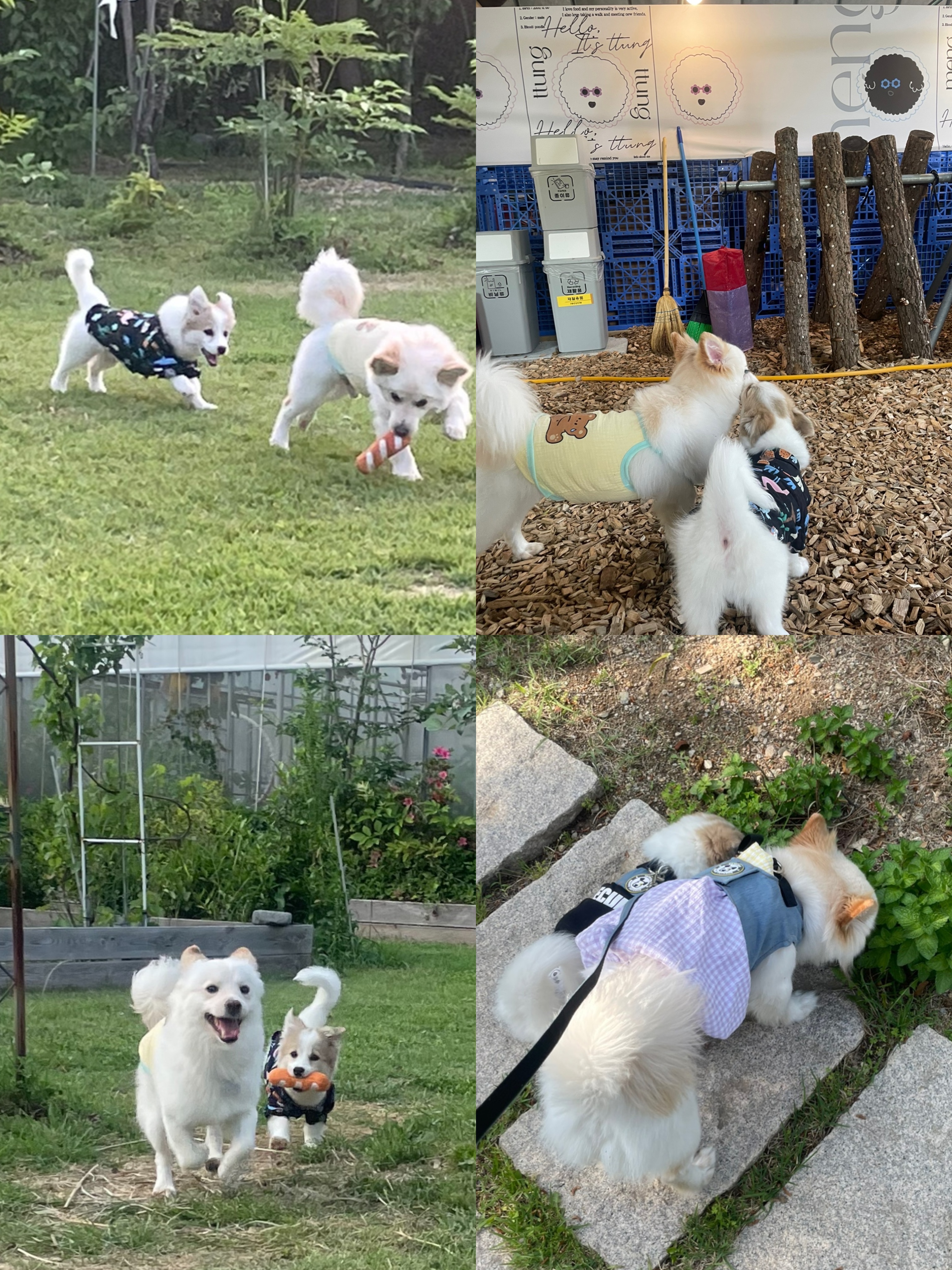 모랑이(만복이) 한달만에 훌쩍커버린후기