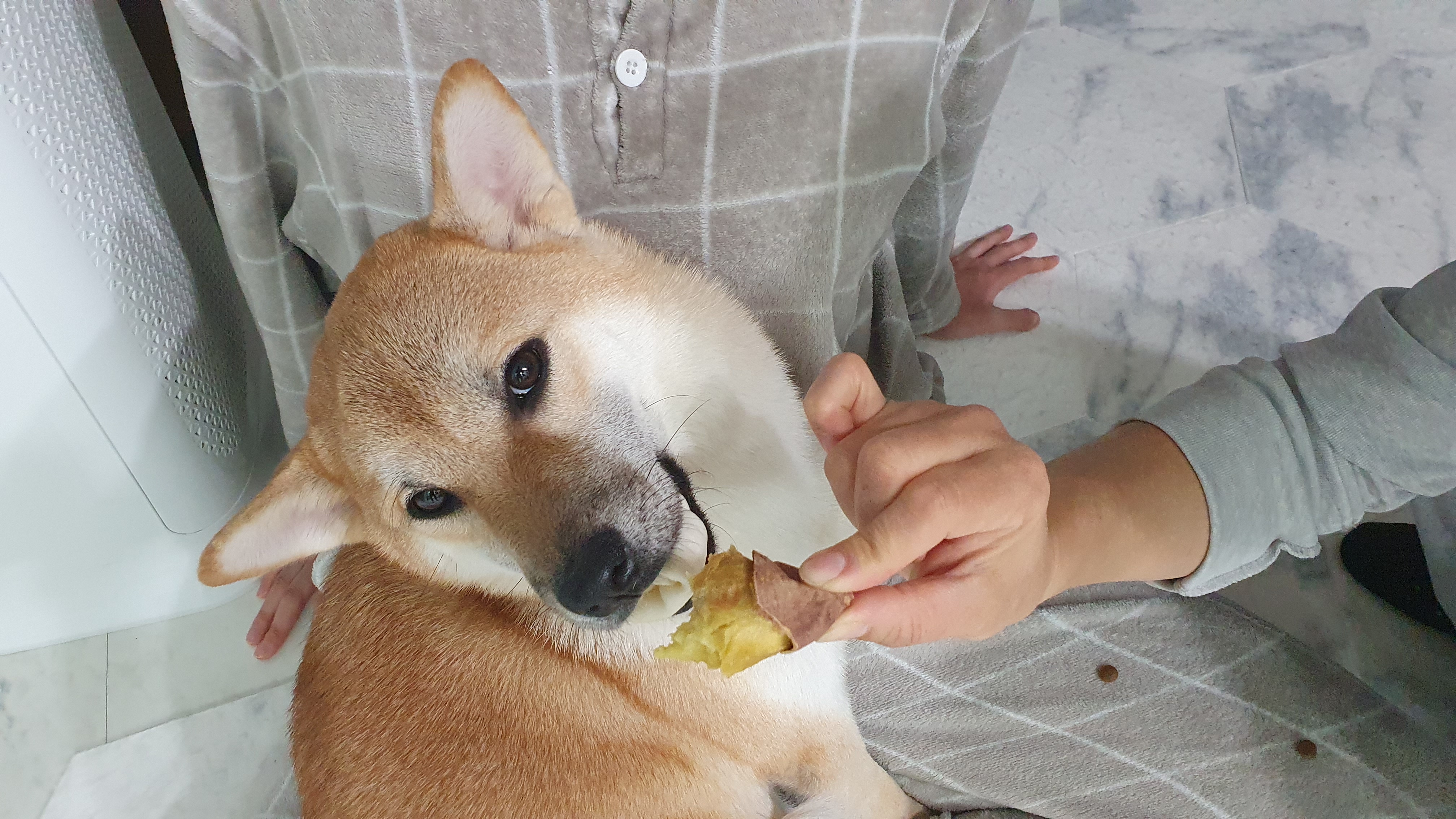 [입양 1년 후기] 쫄이 자견 쫄랑이(현 : 토리) 입양 후기