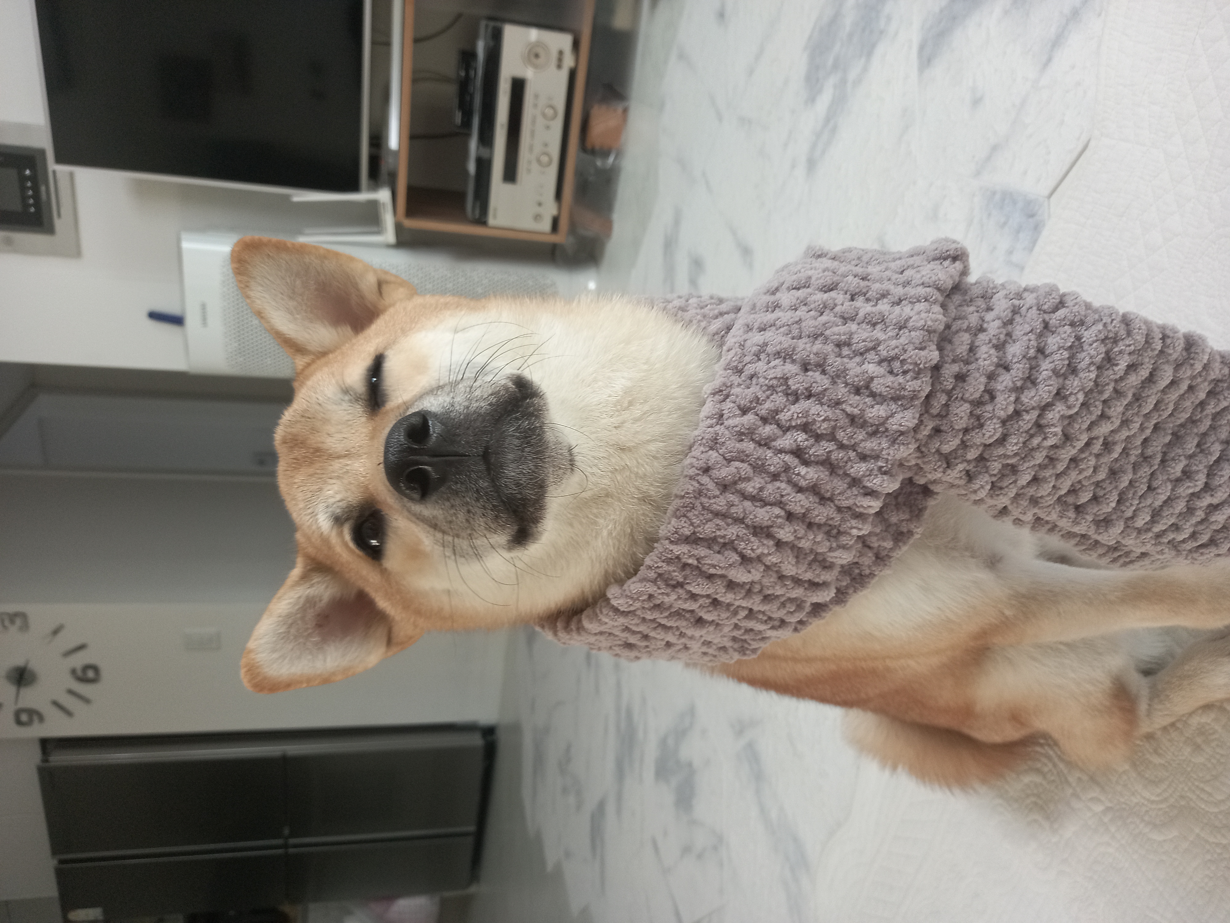 [입양 1년 후기] 쫄이 자견 쫄랑이(현 : 토리) 입양 후기