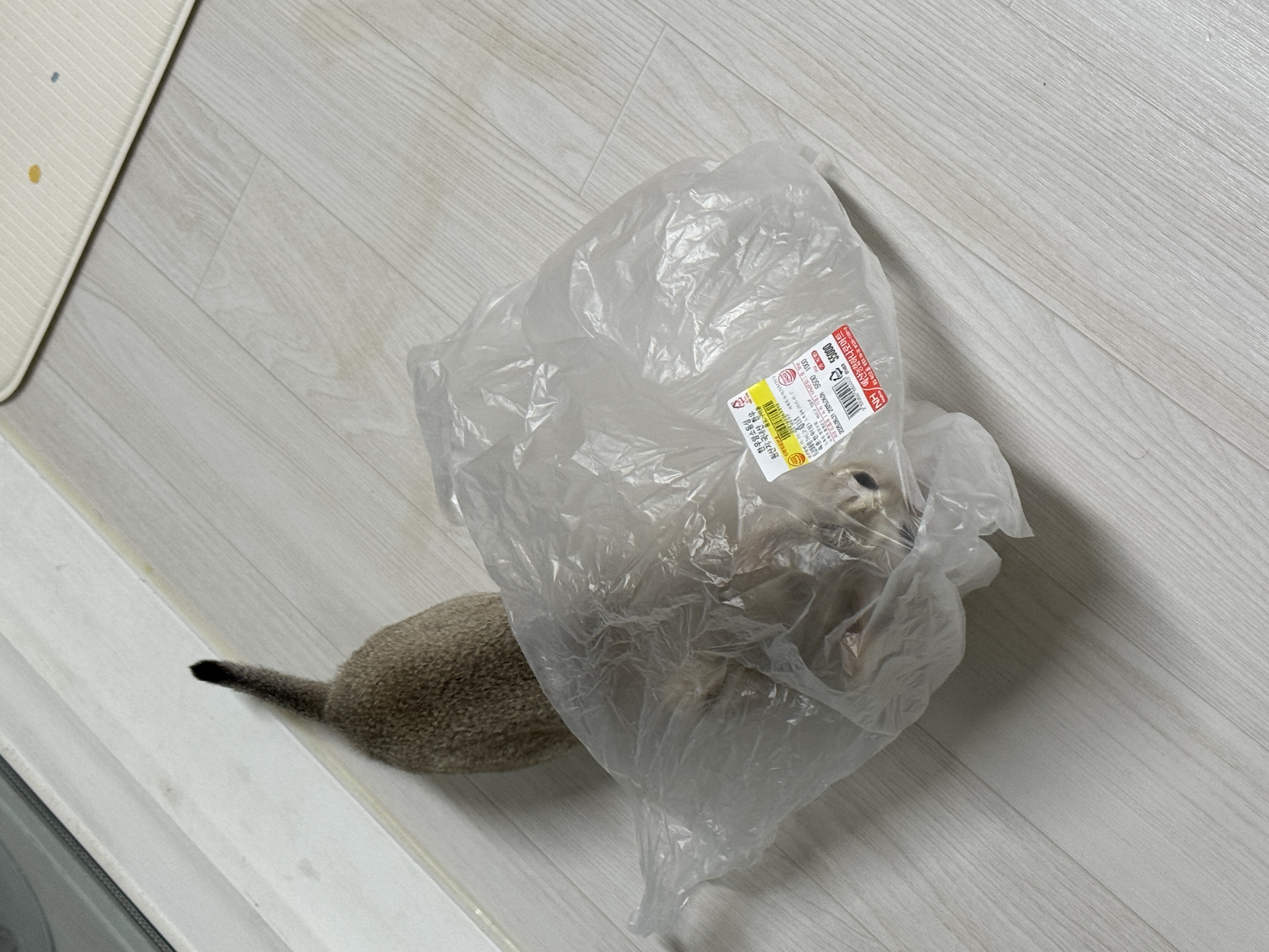 로즈(짜짜) 입양 전제 임시보호 일주일