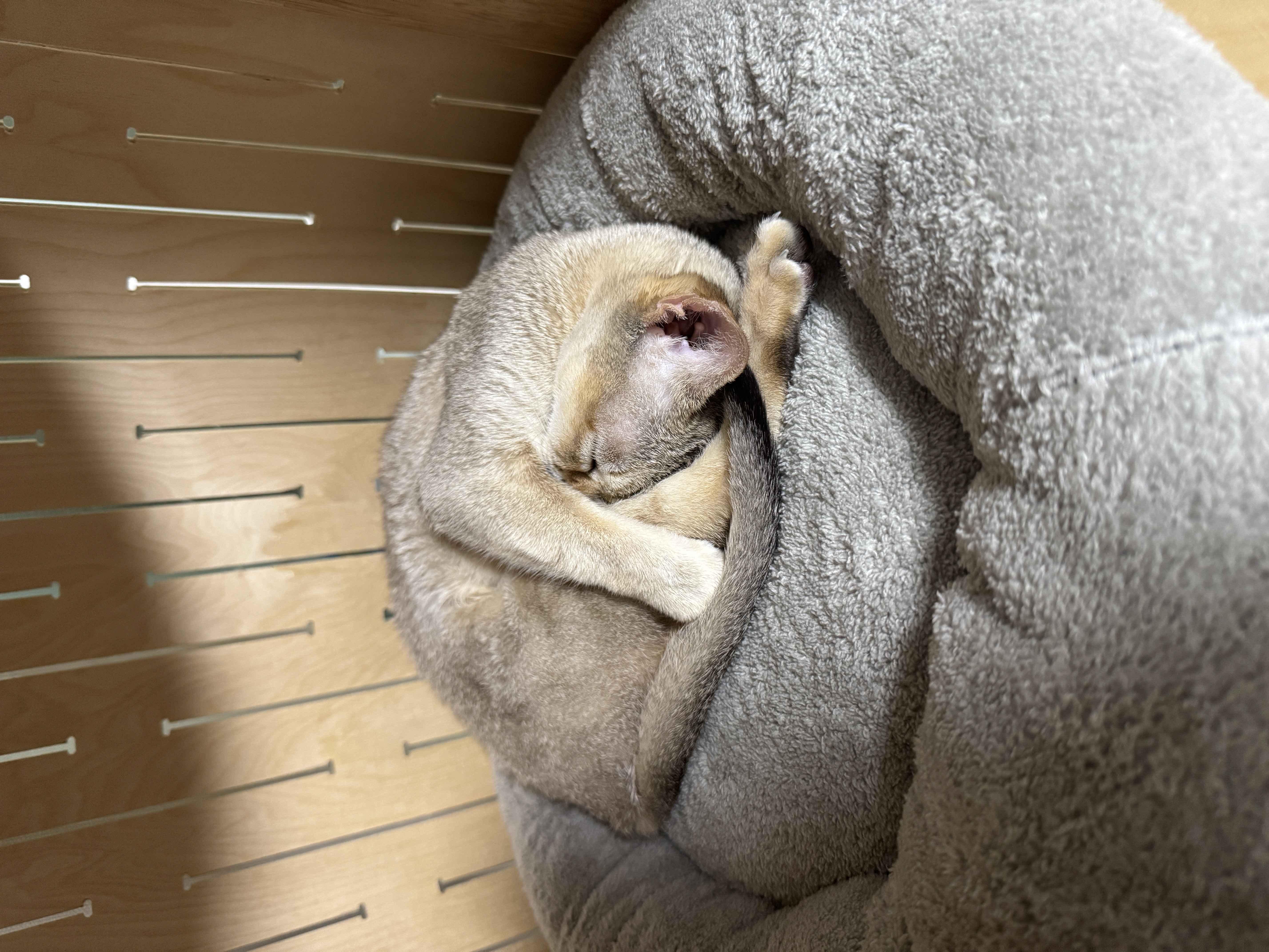 로즈(짜짜) 입양 전제 임시보호 일주일