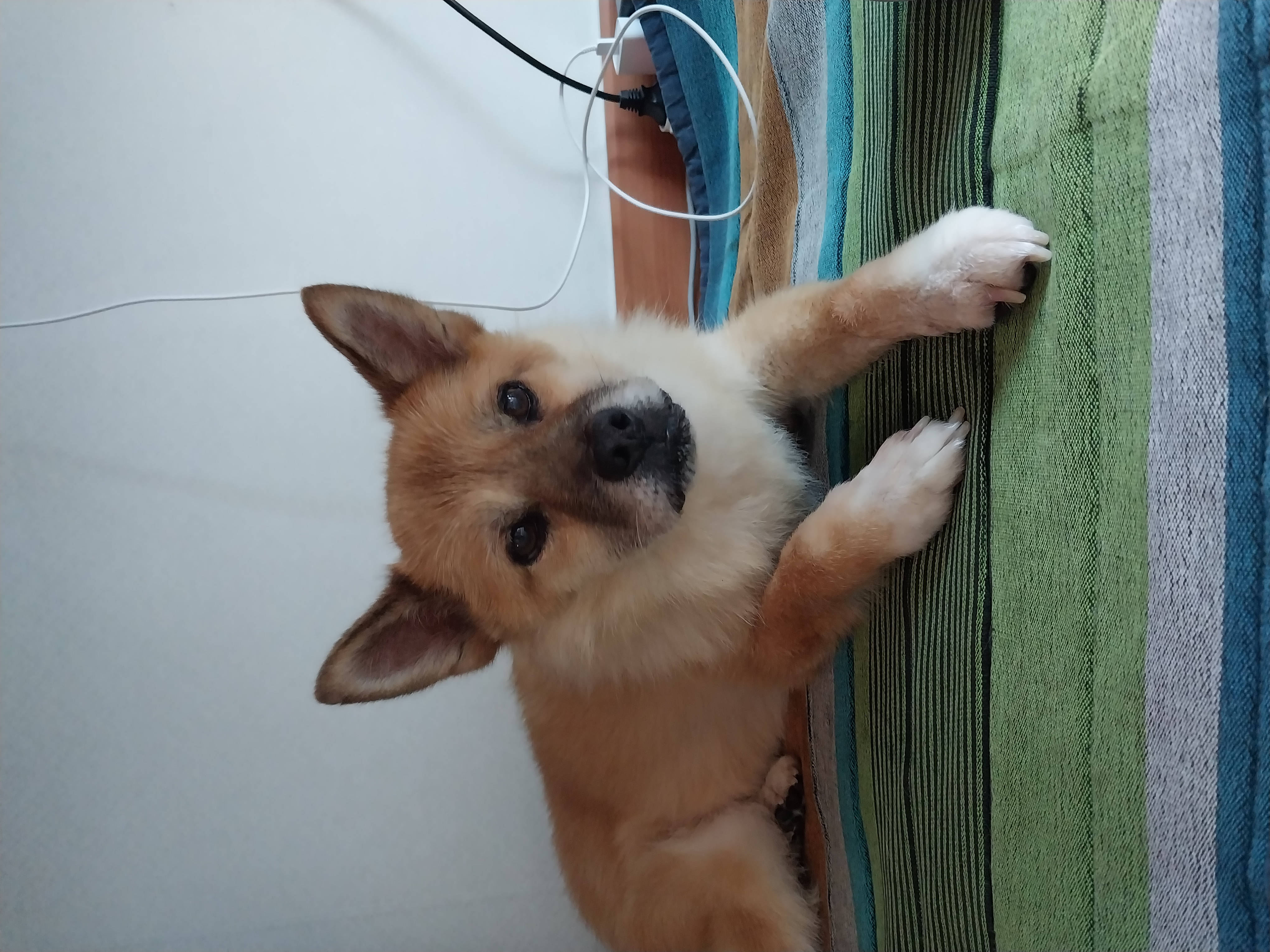 포라 입양 한 달. (오층이 두 달)