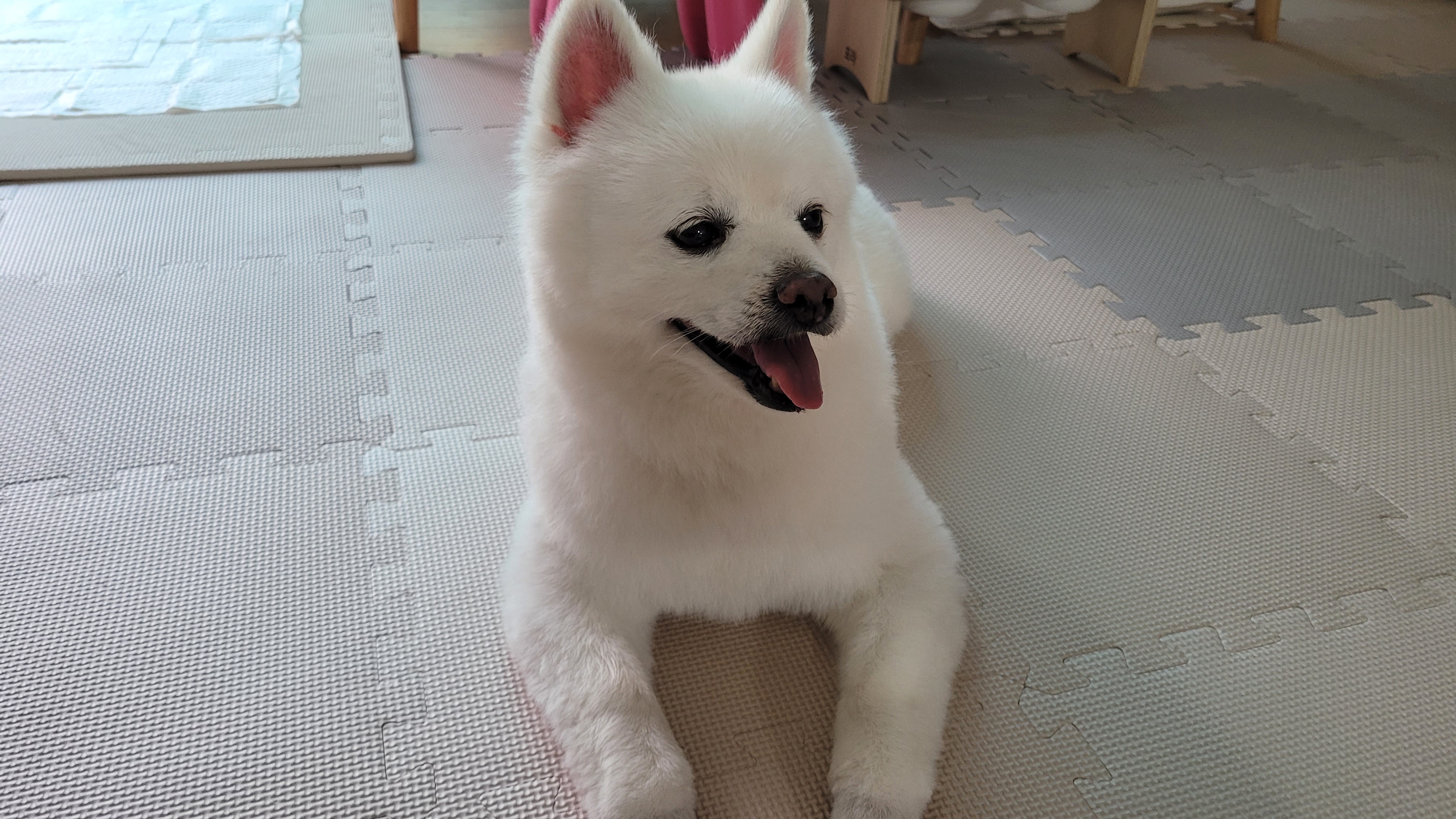 포라 입양 한 달. (오층이 두 달)