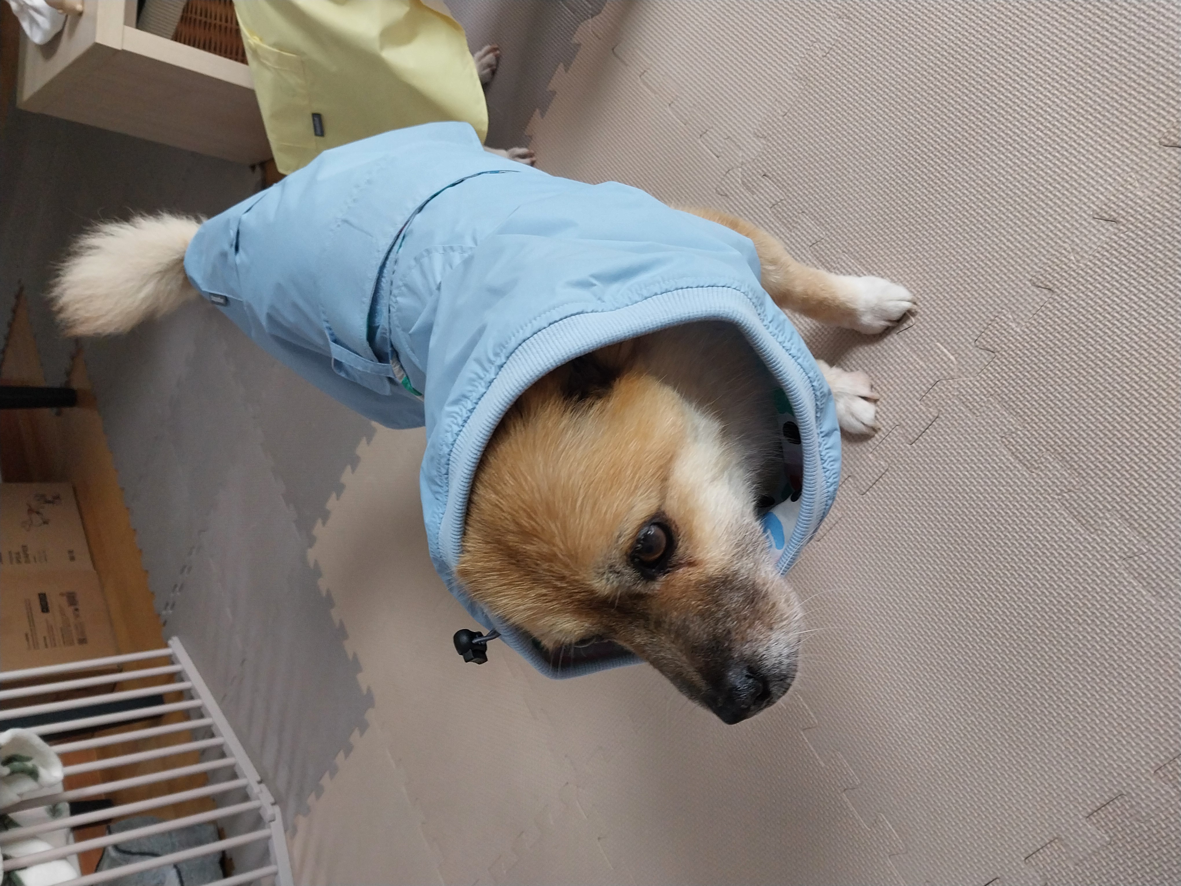 포라 입양 한 달. (오층이 두 달)