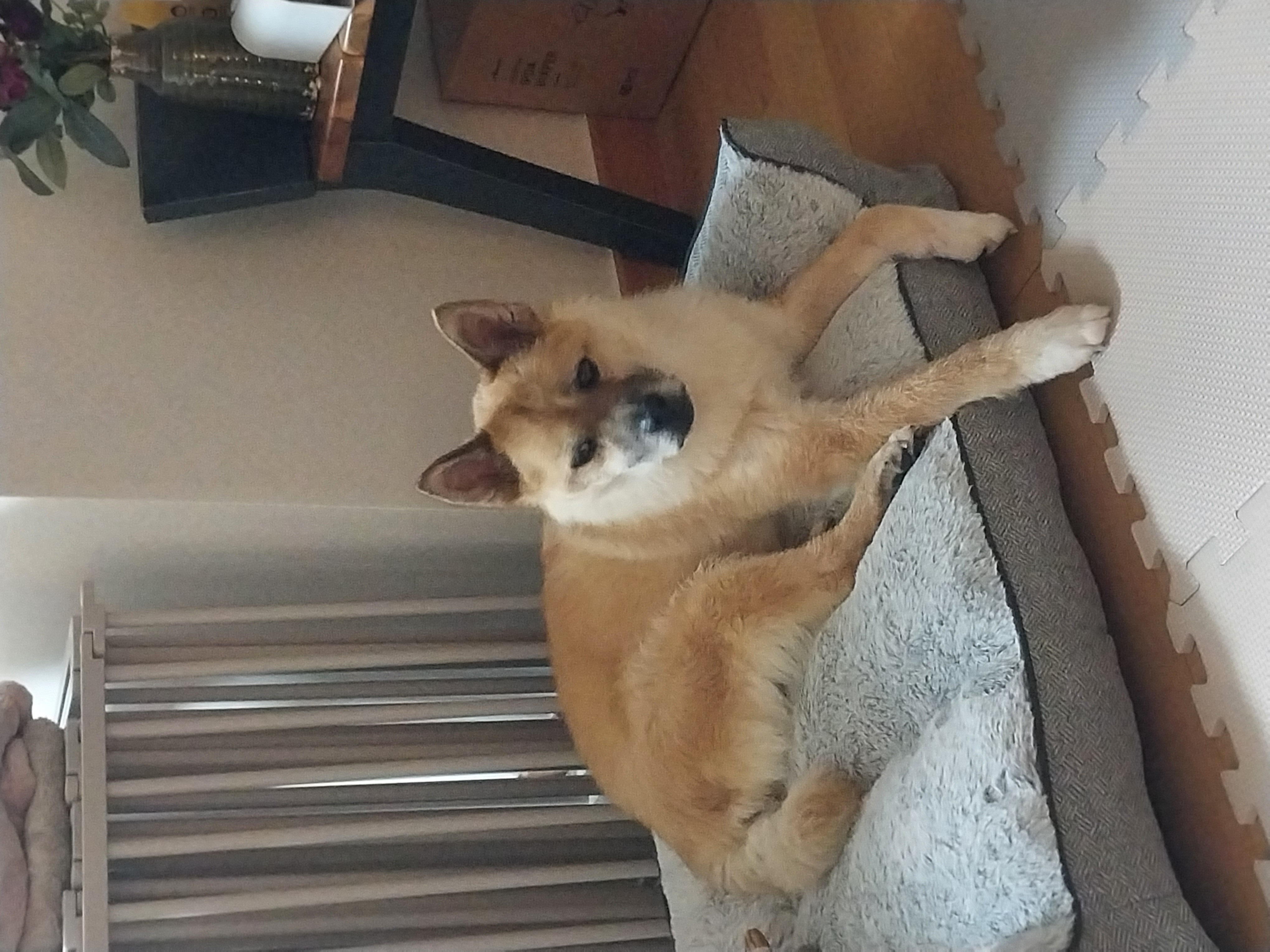 포라 입양 한 달. (오층이 두 달)