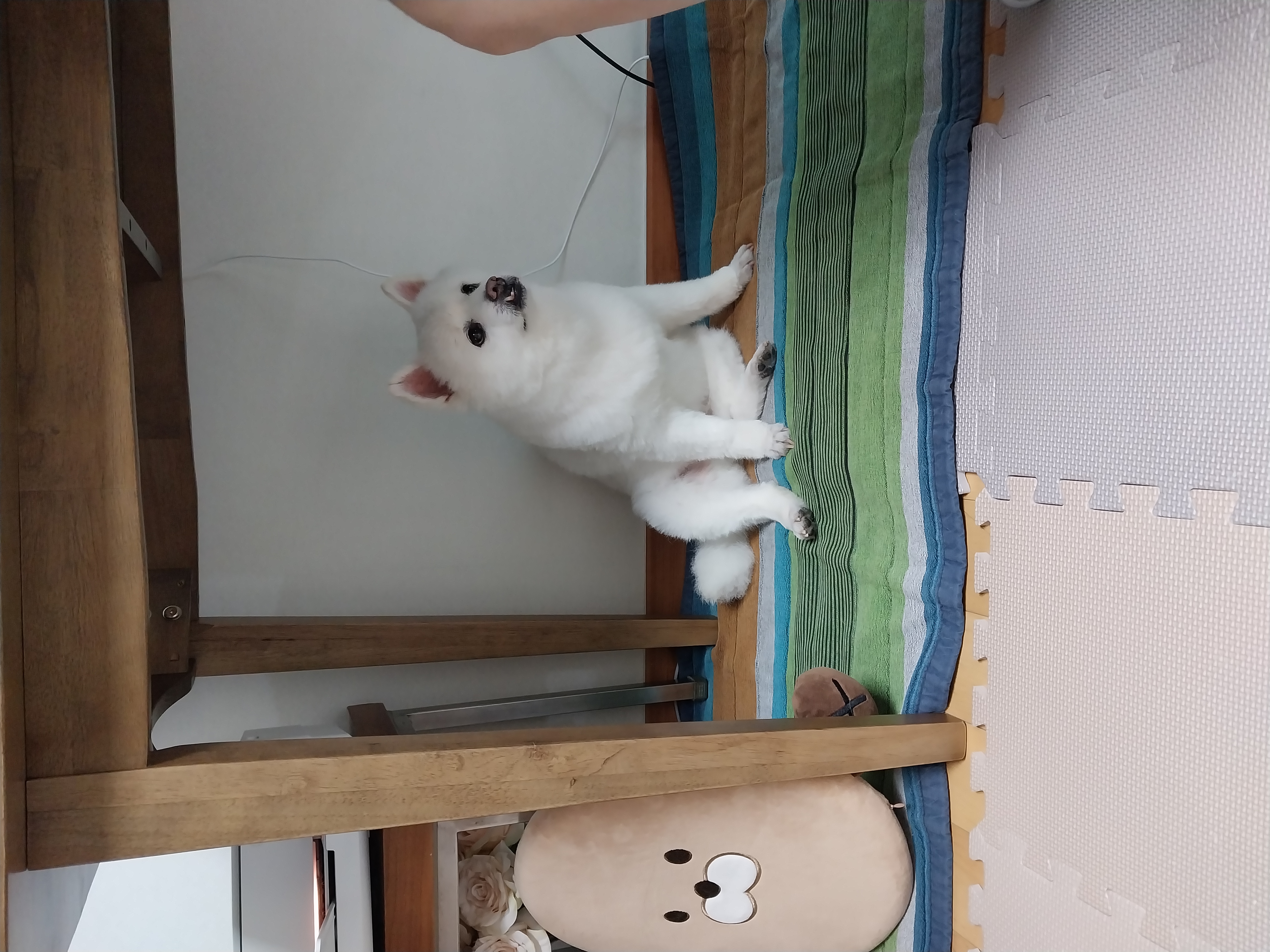 포라 입양 한 달. (오층이 두 달)