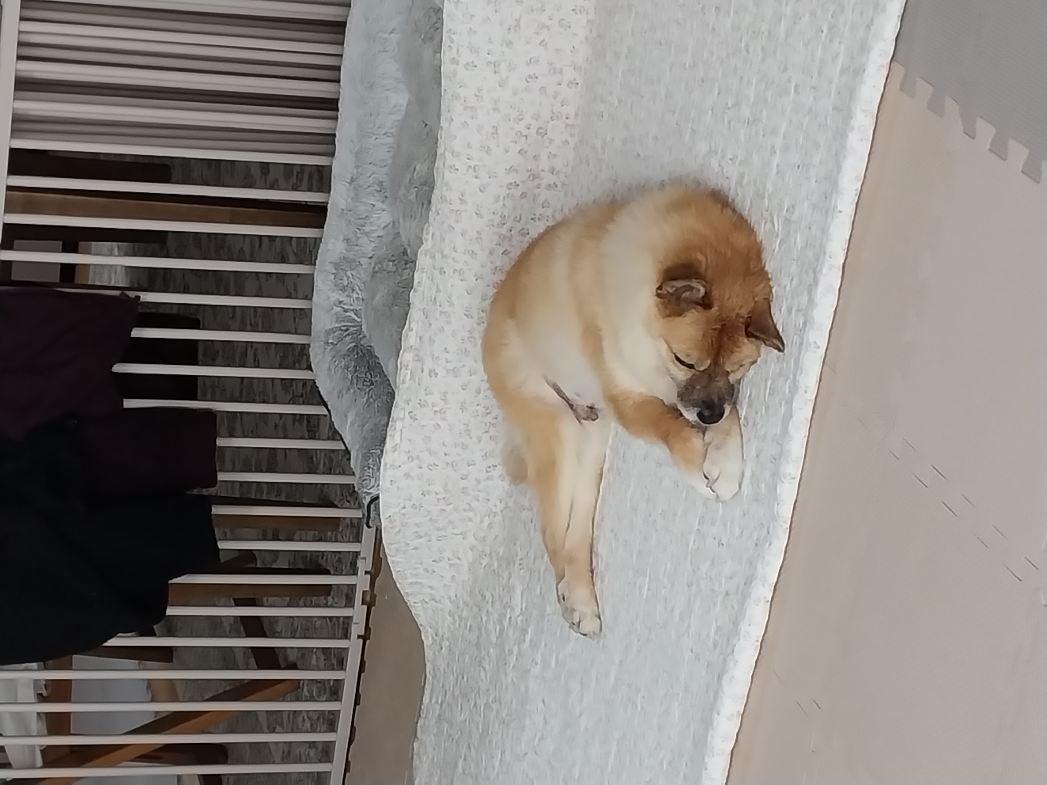 포라 입양 한 달. (오층이 두 달)