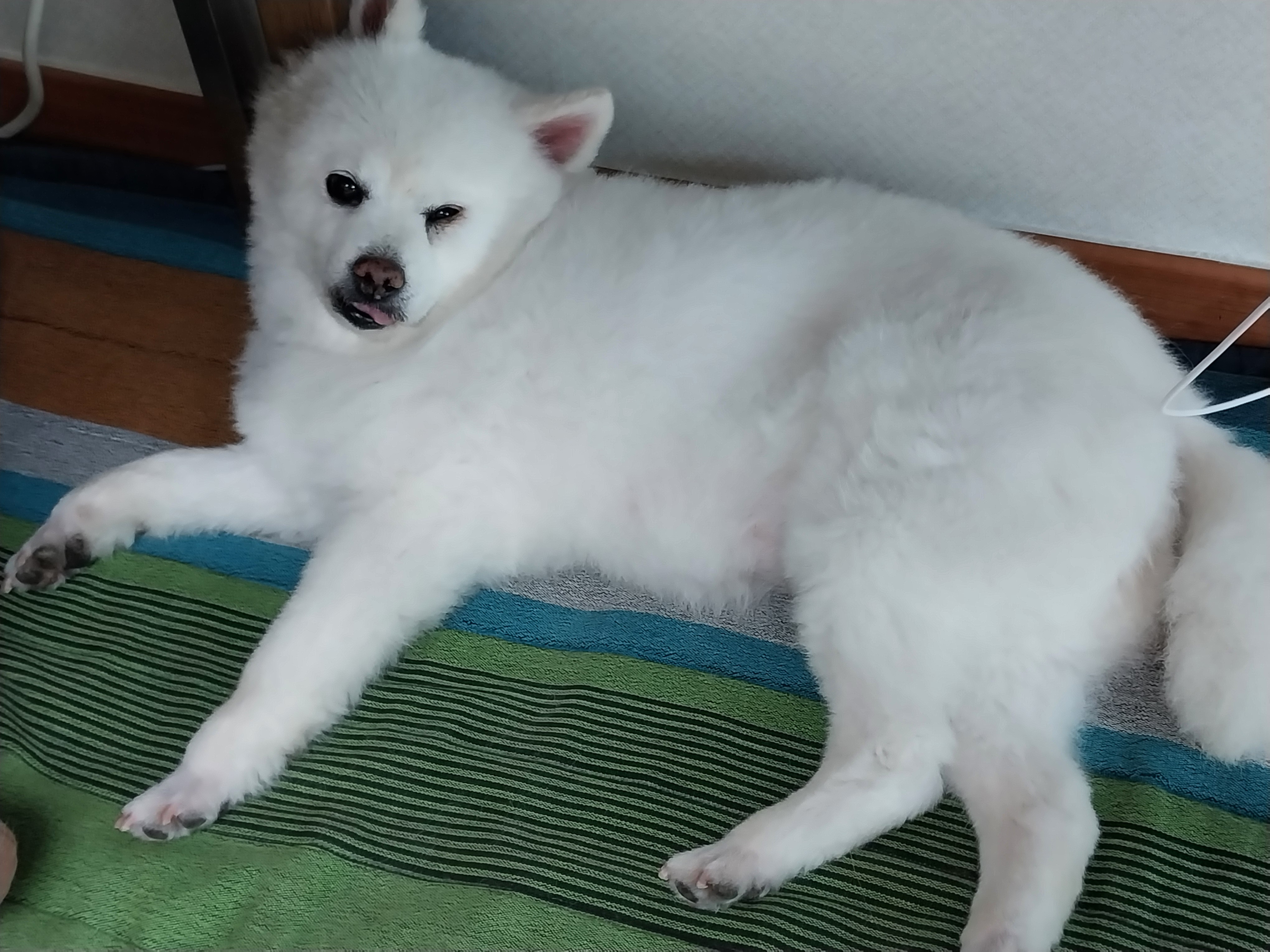 포라 입양 한 달. (오층이 두 달)