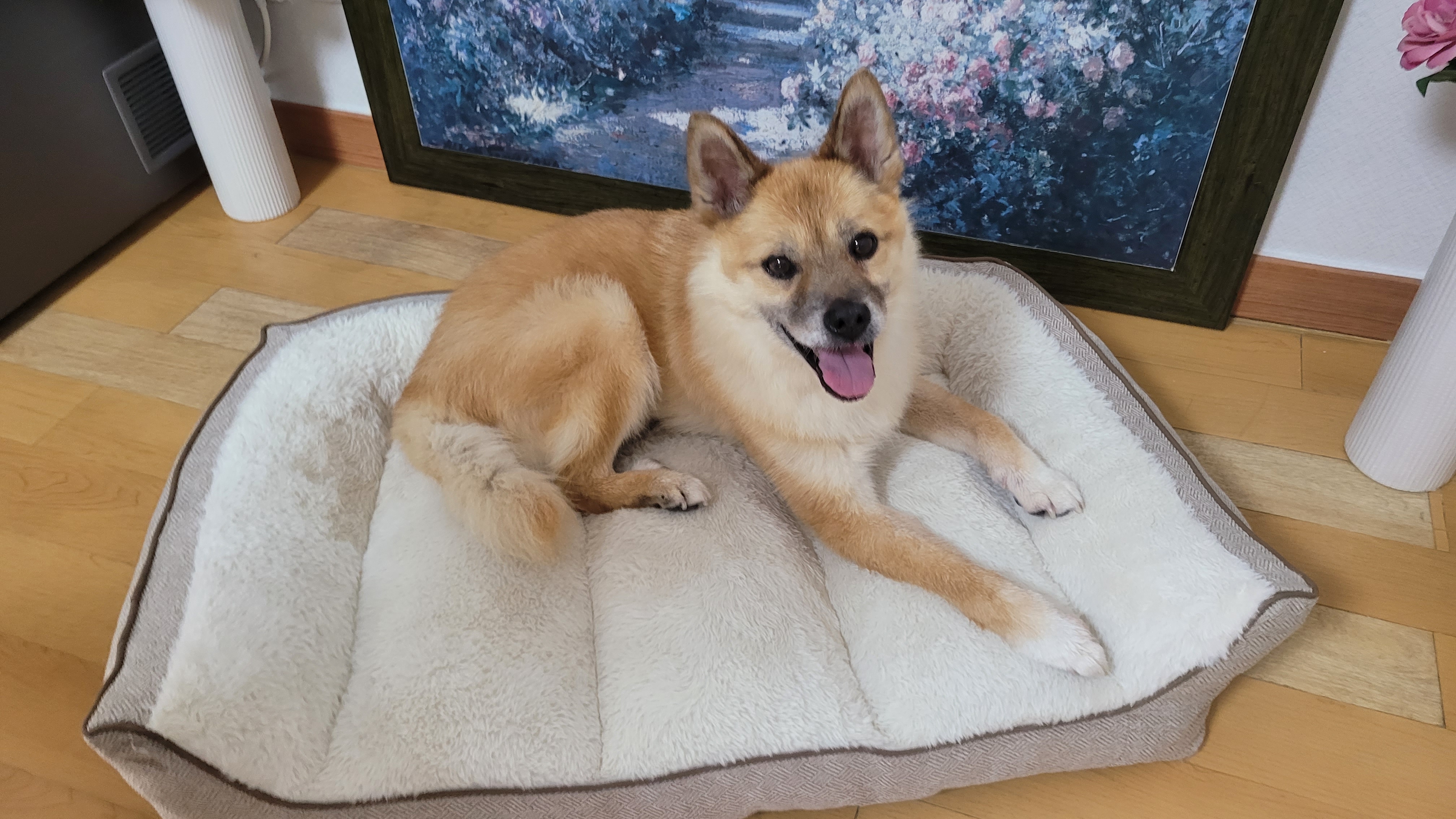 포라 입양 한 달. (오층이 두 달)