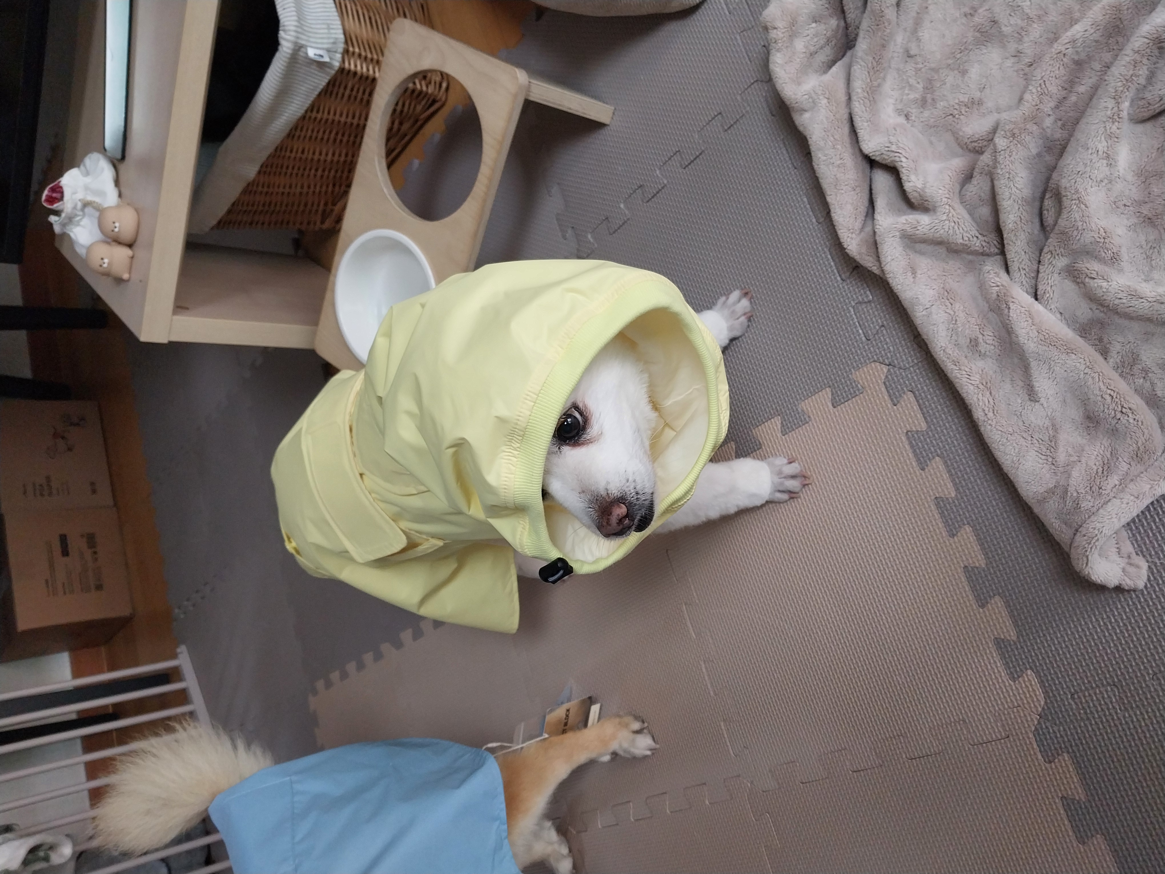 포라 입양 한 달. (오층이 두 달)