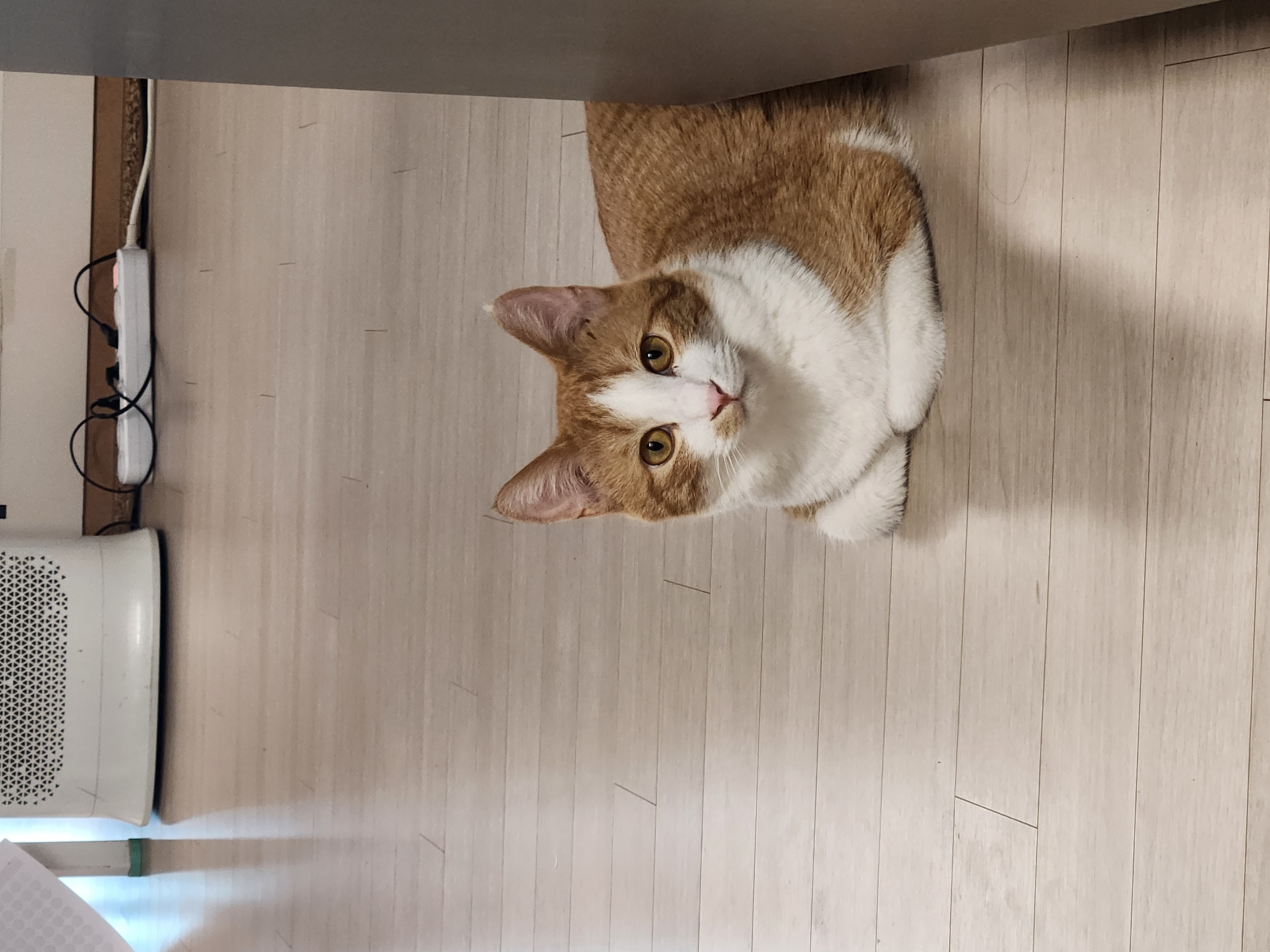 오들이 한달후기