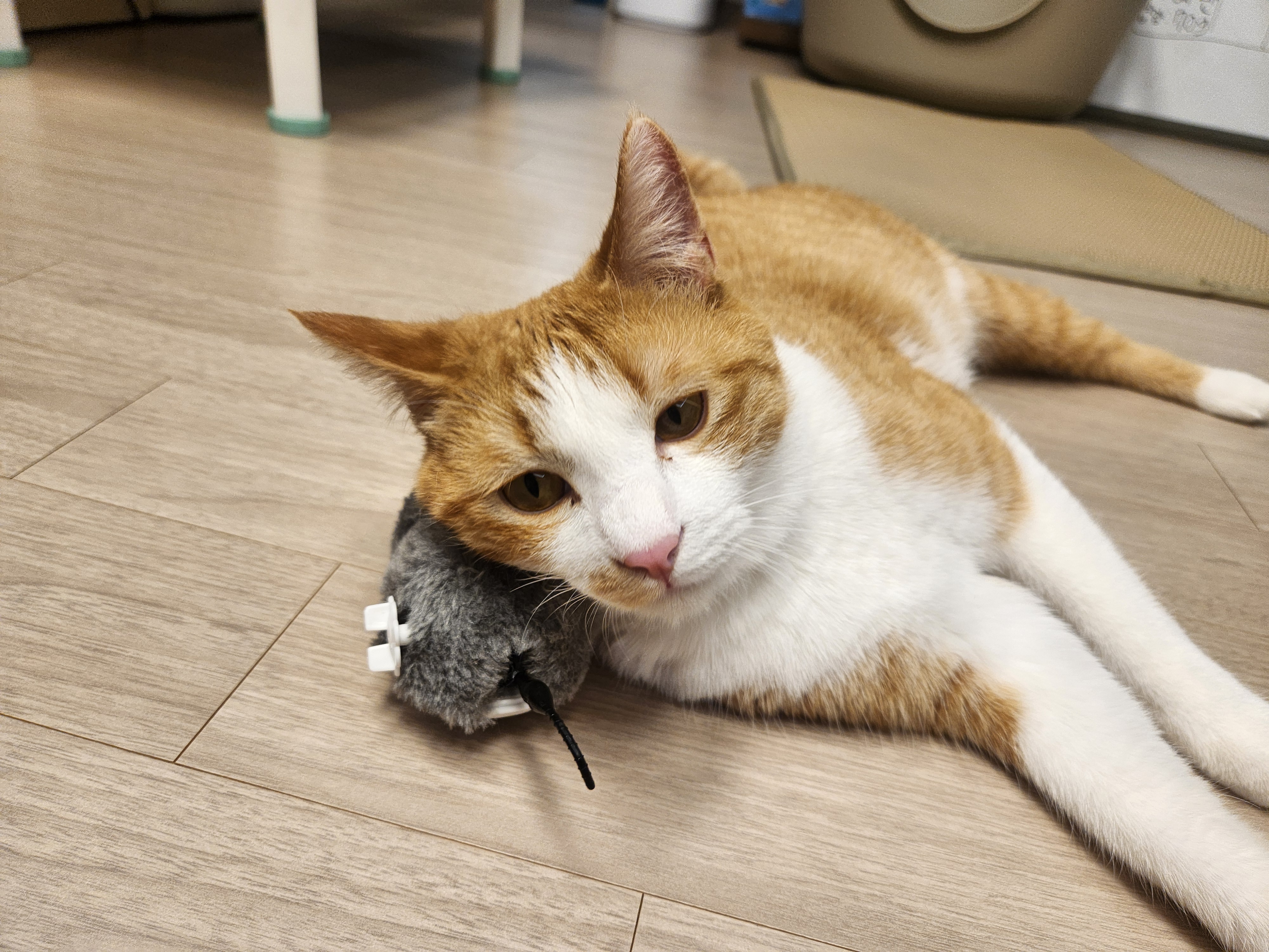 오들이 한달후기