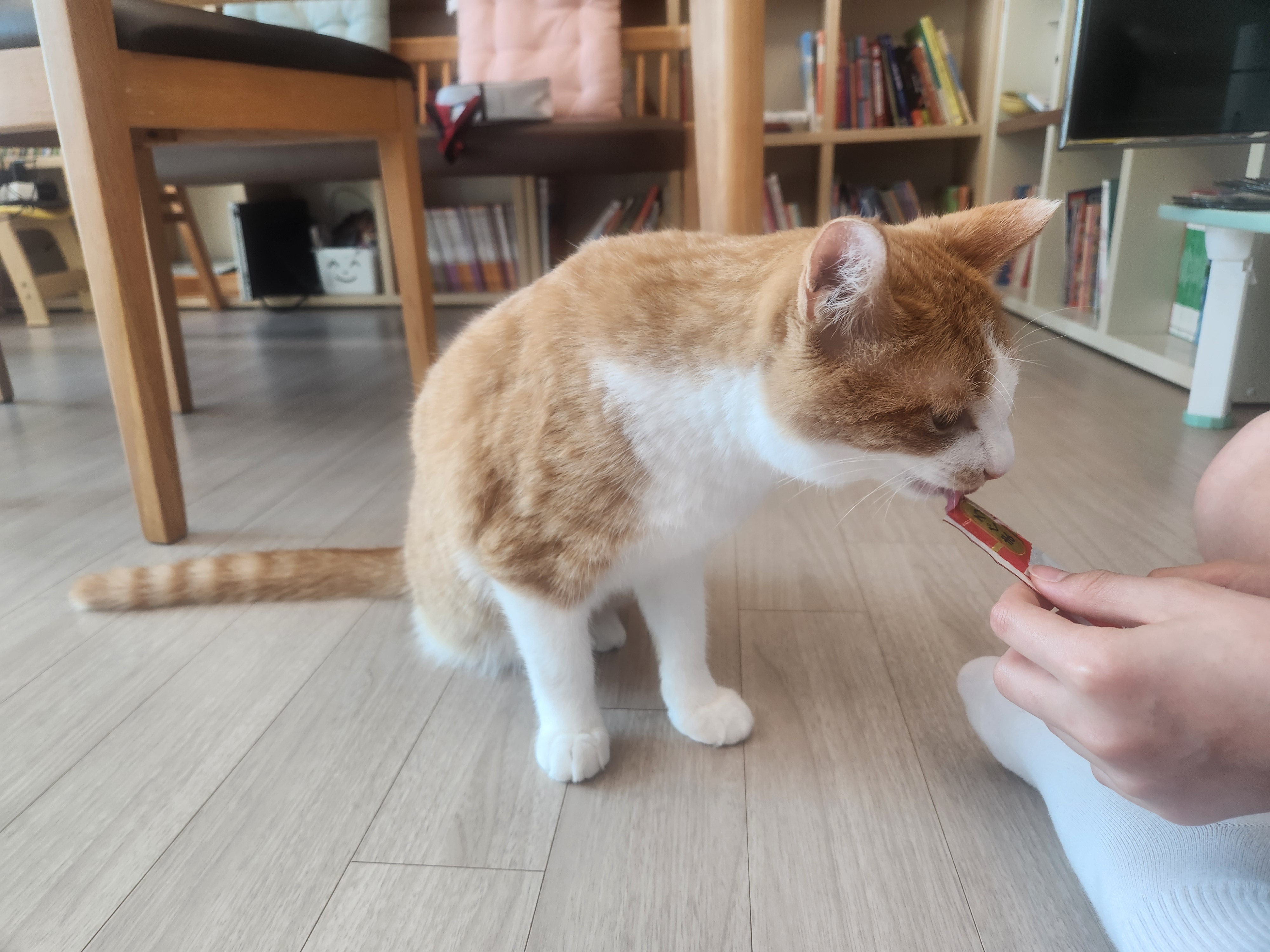 오들이 한달후기