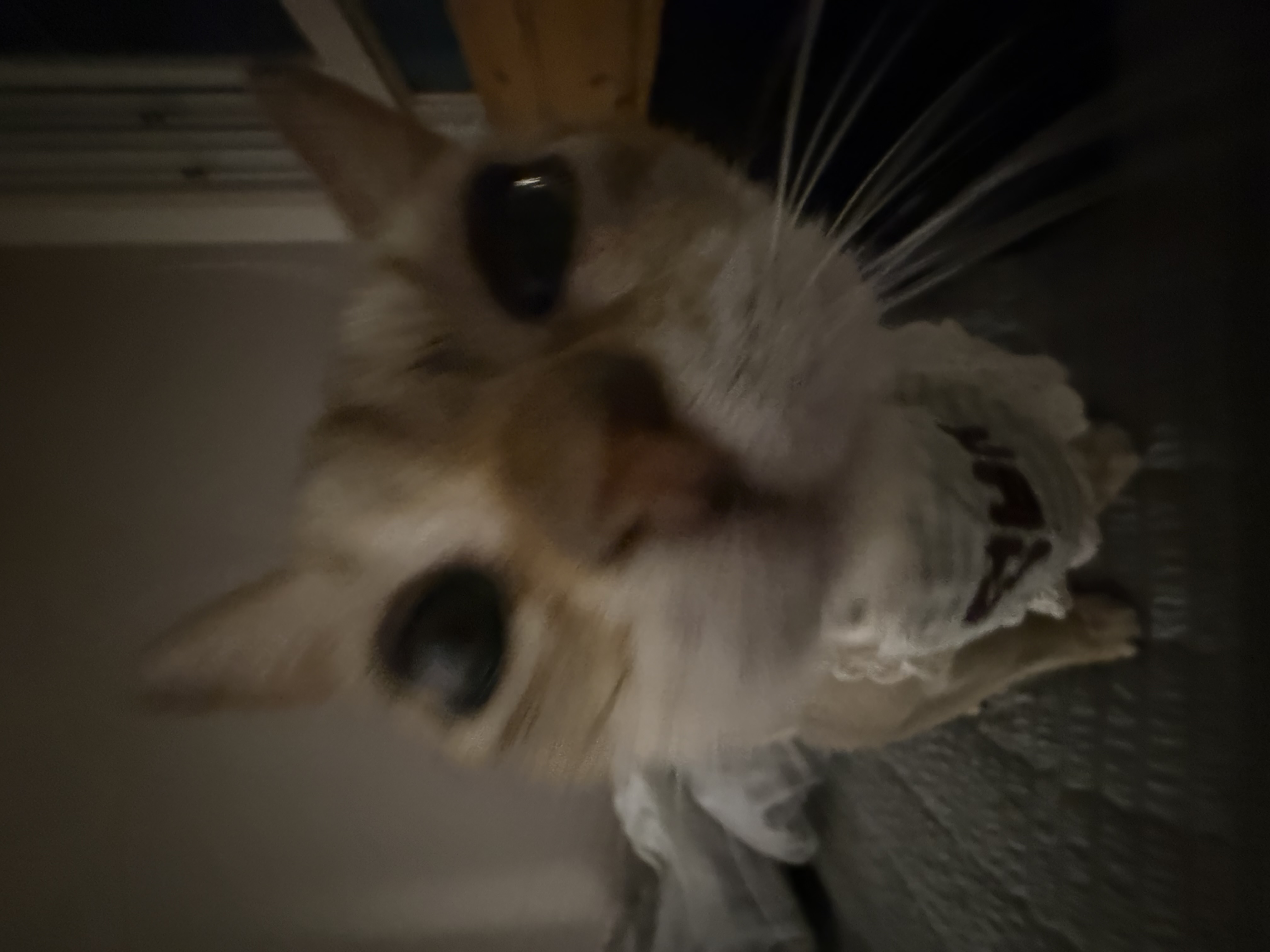 덕배(다요)와의 일주일차 적응기⭐️