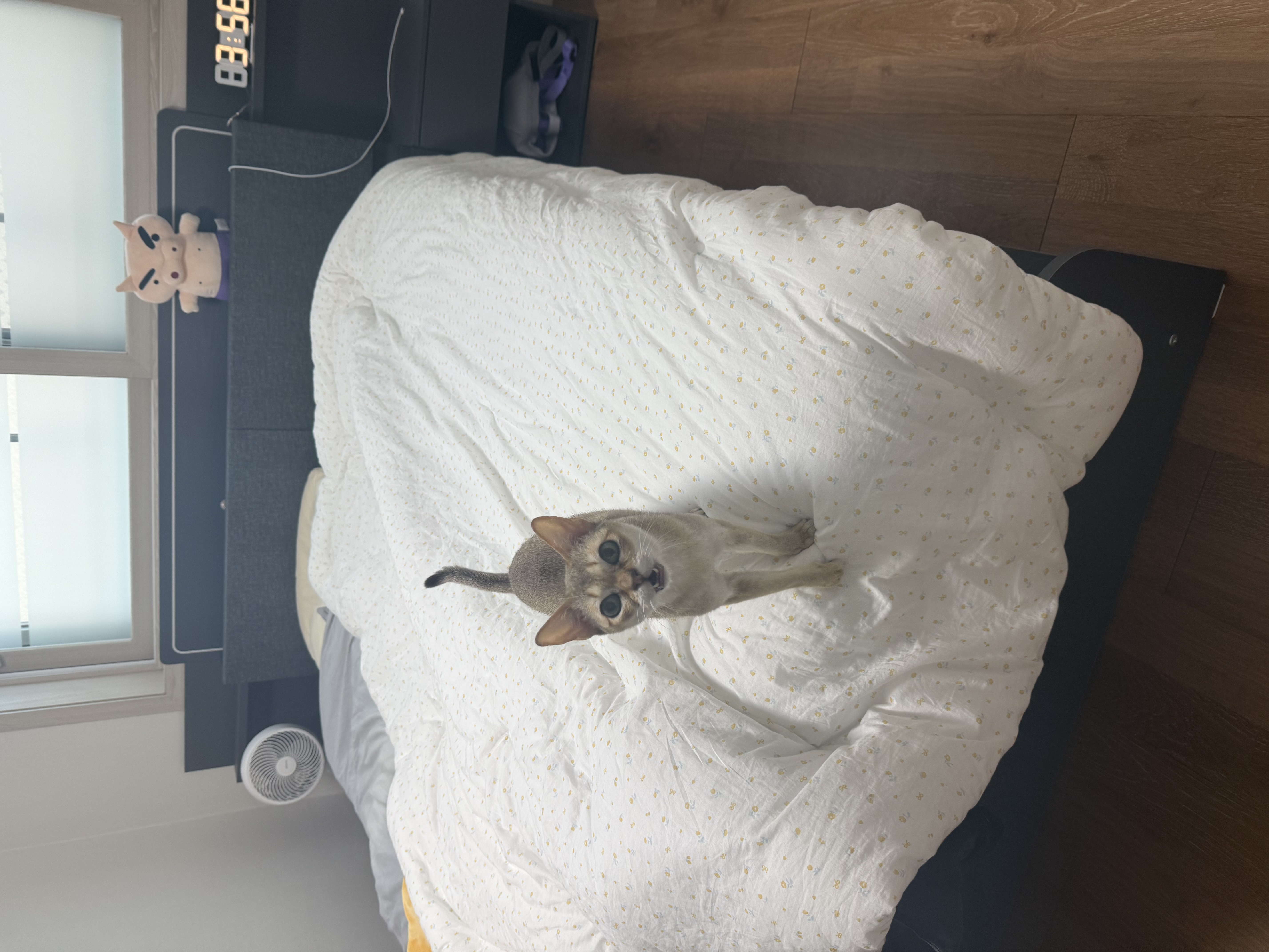 덕배(다요)와의 일주일차 적응기⭐️