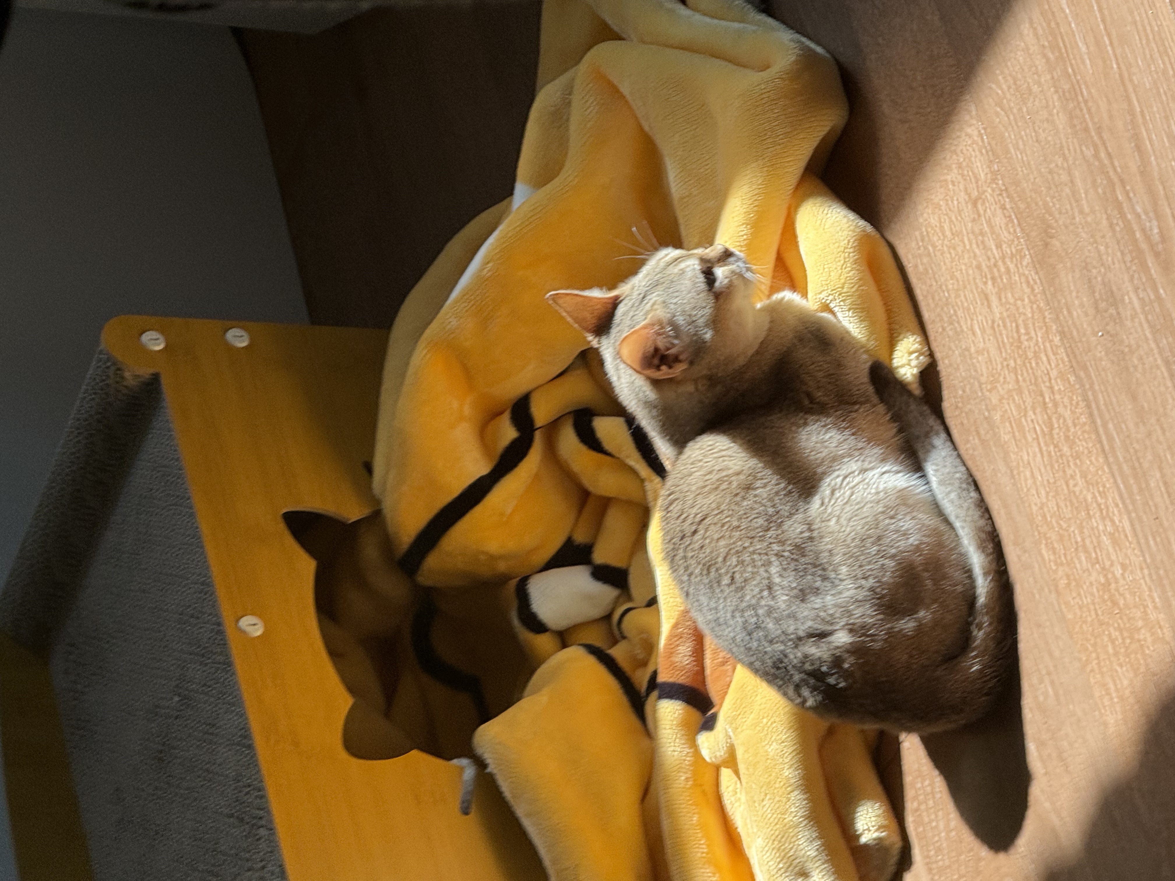 덕배(다요)와의 일주일차 적응기⭐️