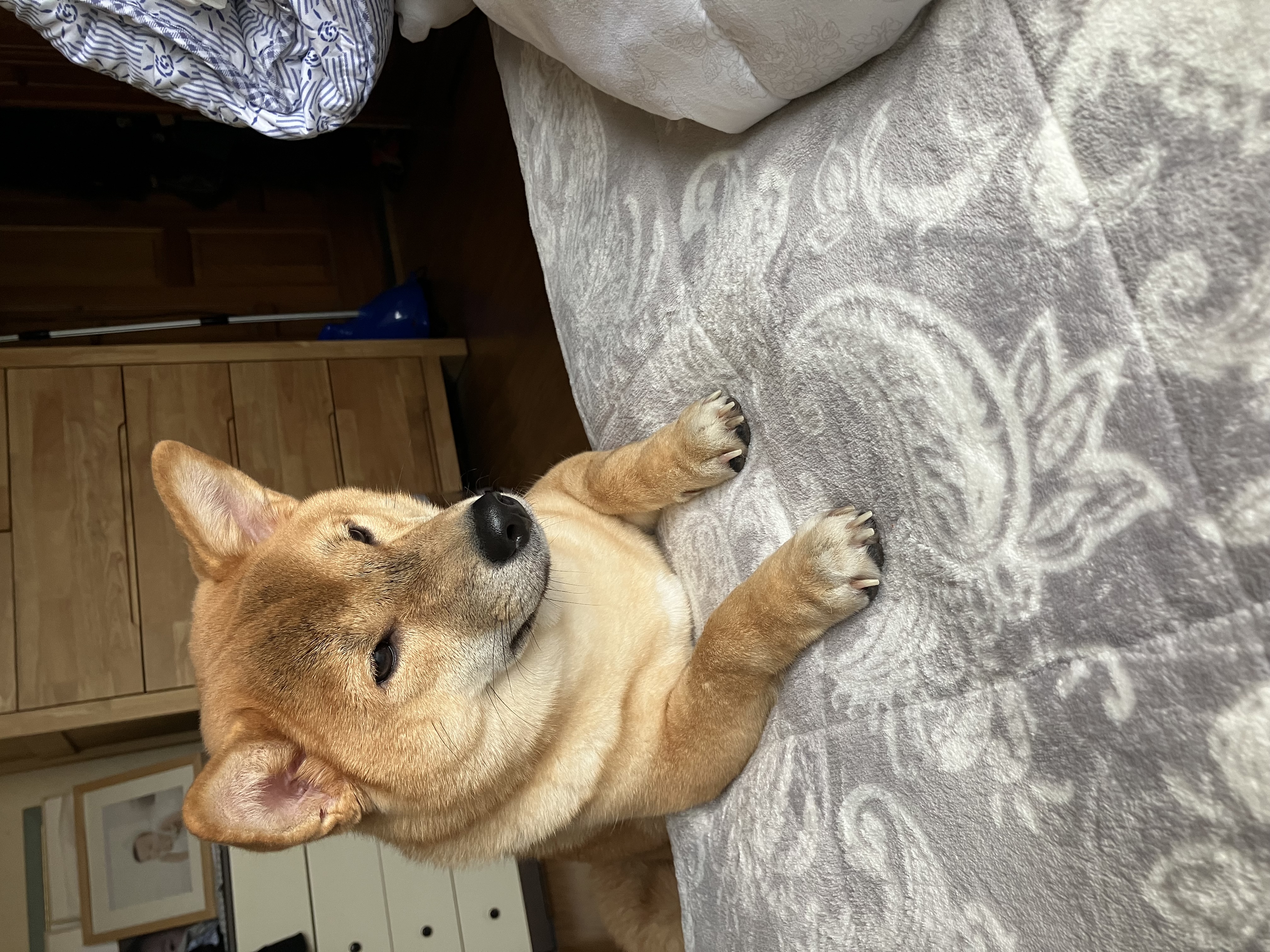 초코(쫄순이)입양 1년이 지났네요