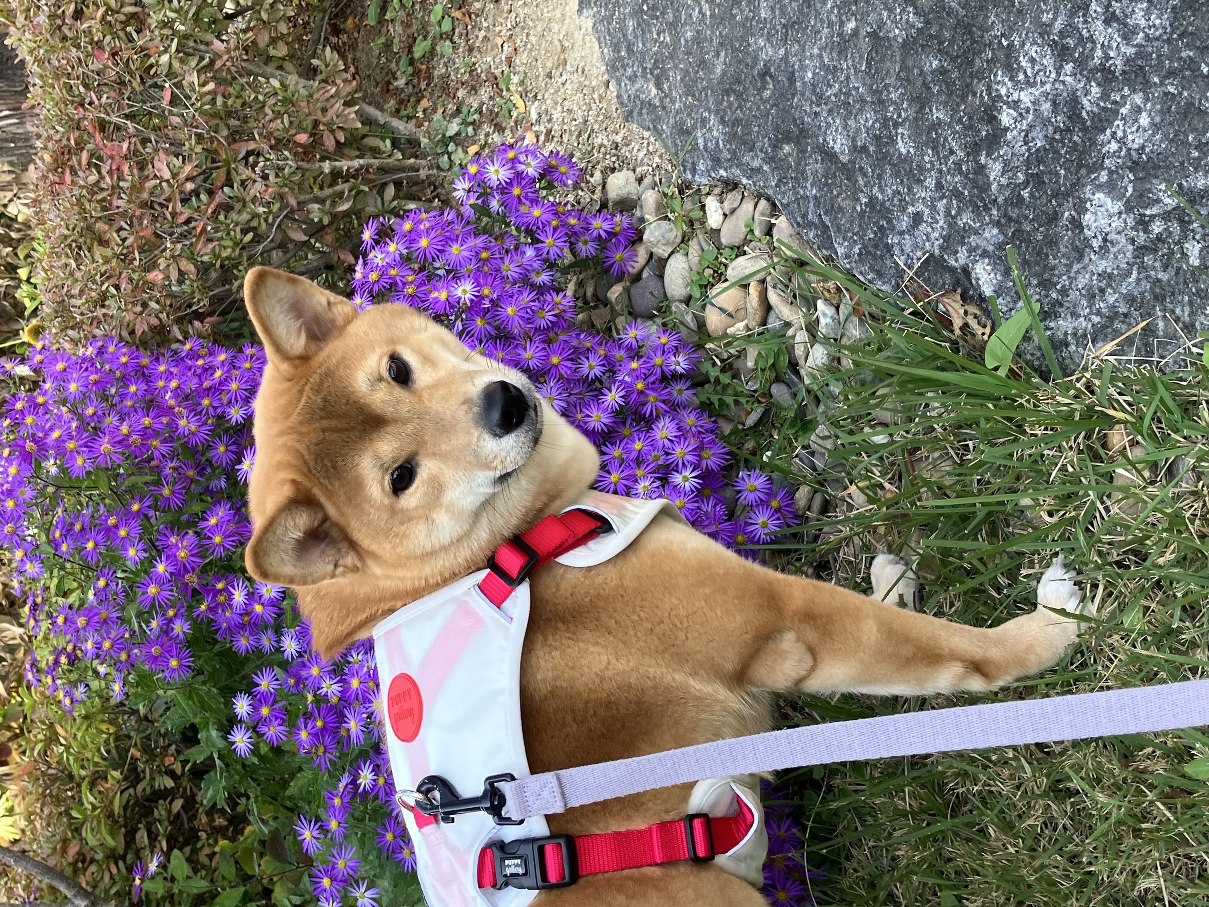 초코(쫄순이)입양 1년이 지났네요