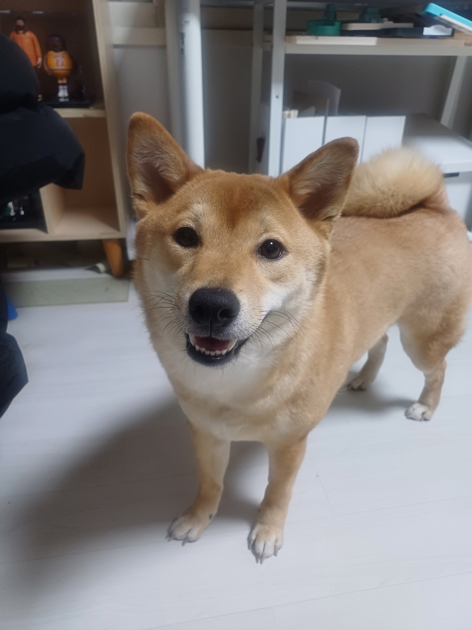 초코(쫄순이)입양 1년이 지났네요