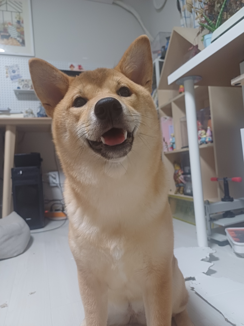 초코(쫄순이)입양 1년이 지났네요