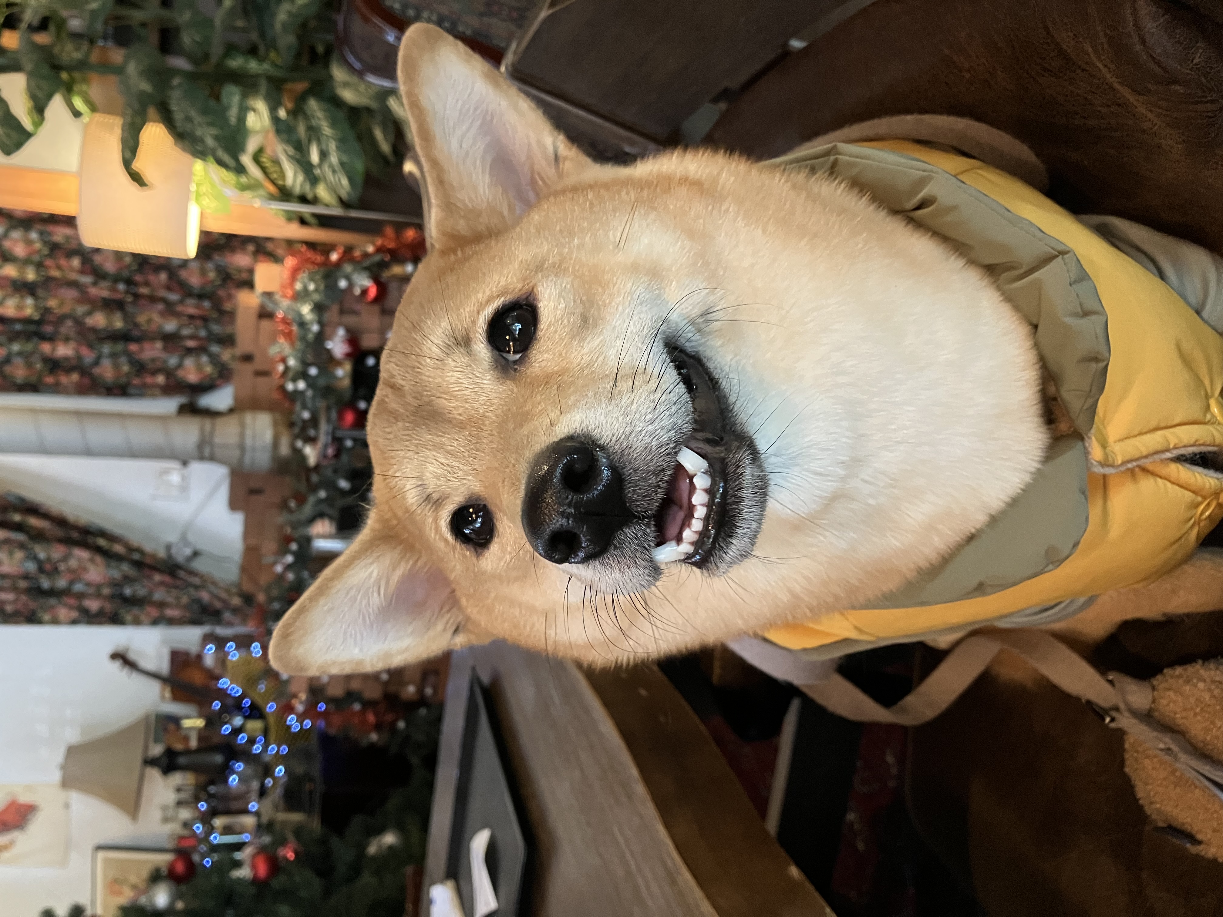 초코(쫄순이)입양 1년이 지났네요