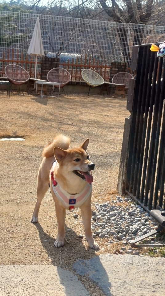 초코(쫄순이)입양 1년이 지났네요