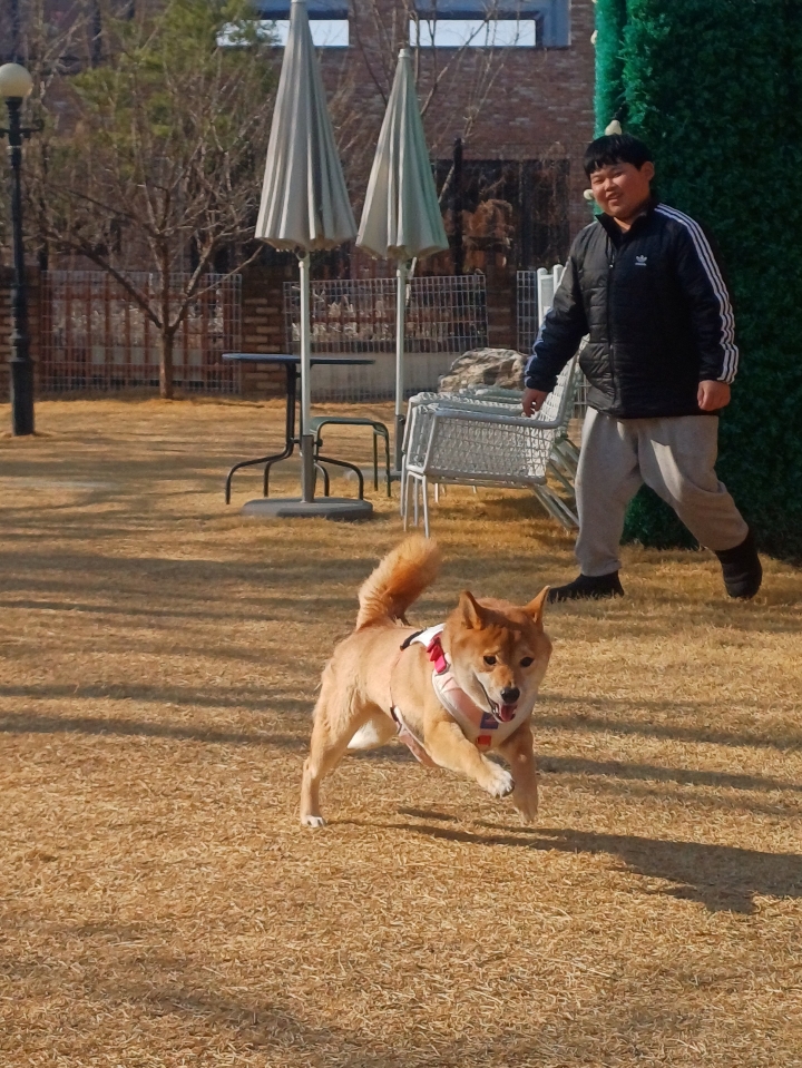 초코(쫄순이)입양 1년이 지났네요