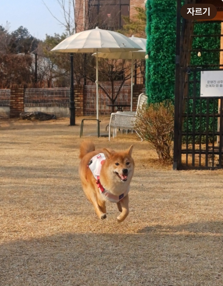 초코(쫄순이)입양 1년이 지났네요