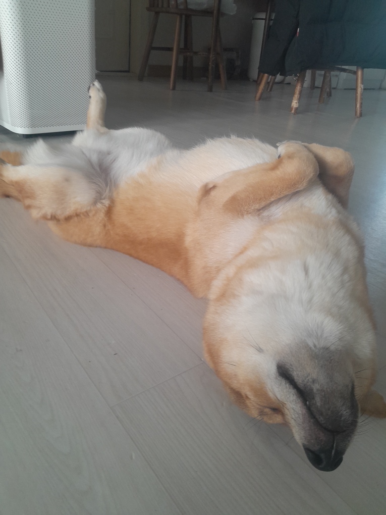 초코(쫄순이)입양 1년이 지났네요