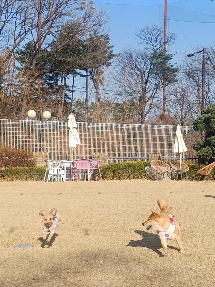 초코(쫄순이)입양 1년이 지났네요