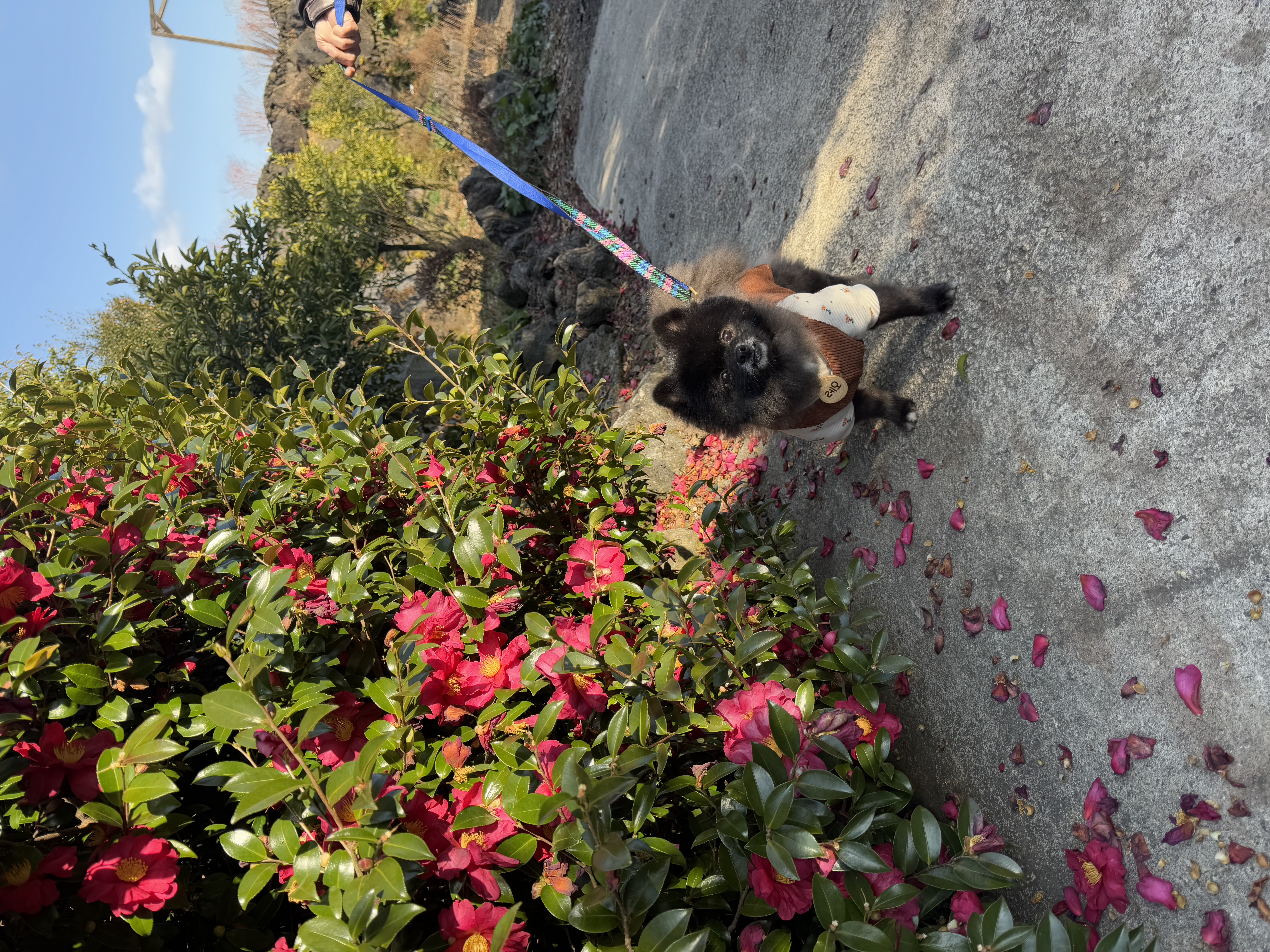 반곰이(현: 레오) 입양 1주년 후기