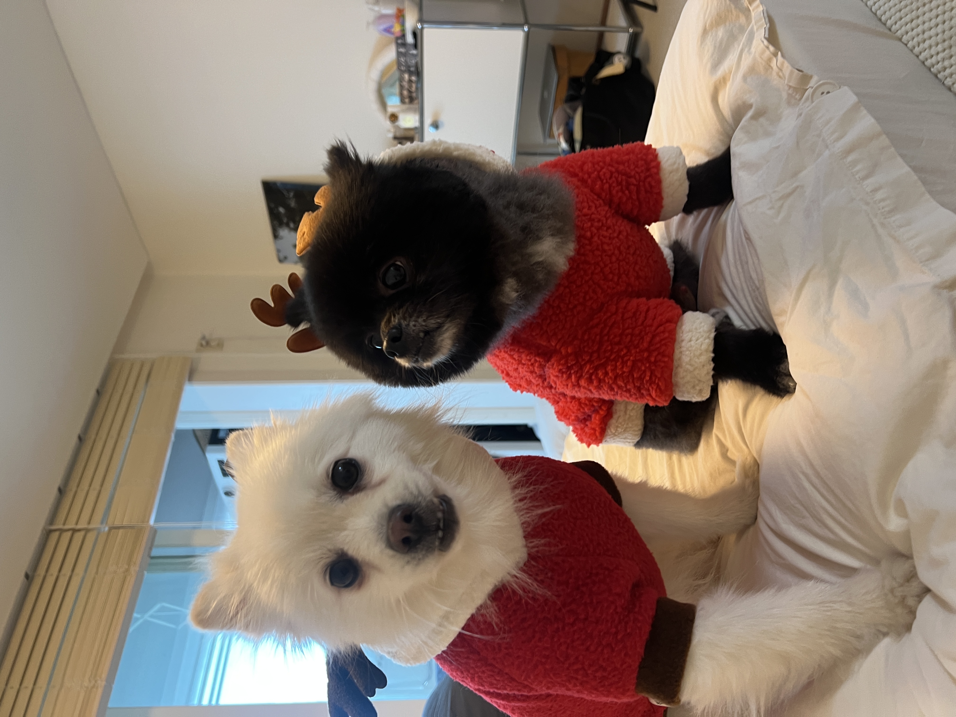 반곰이(현: 레오) 입양 1주년 후기