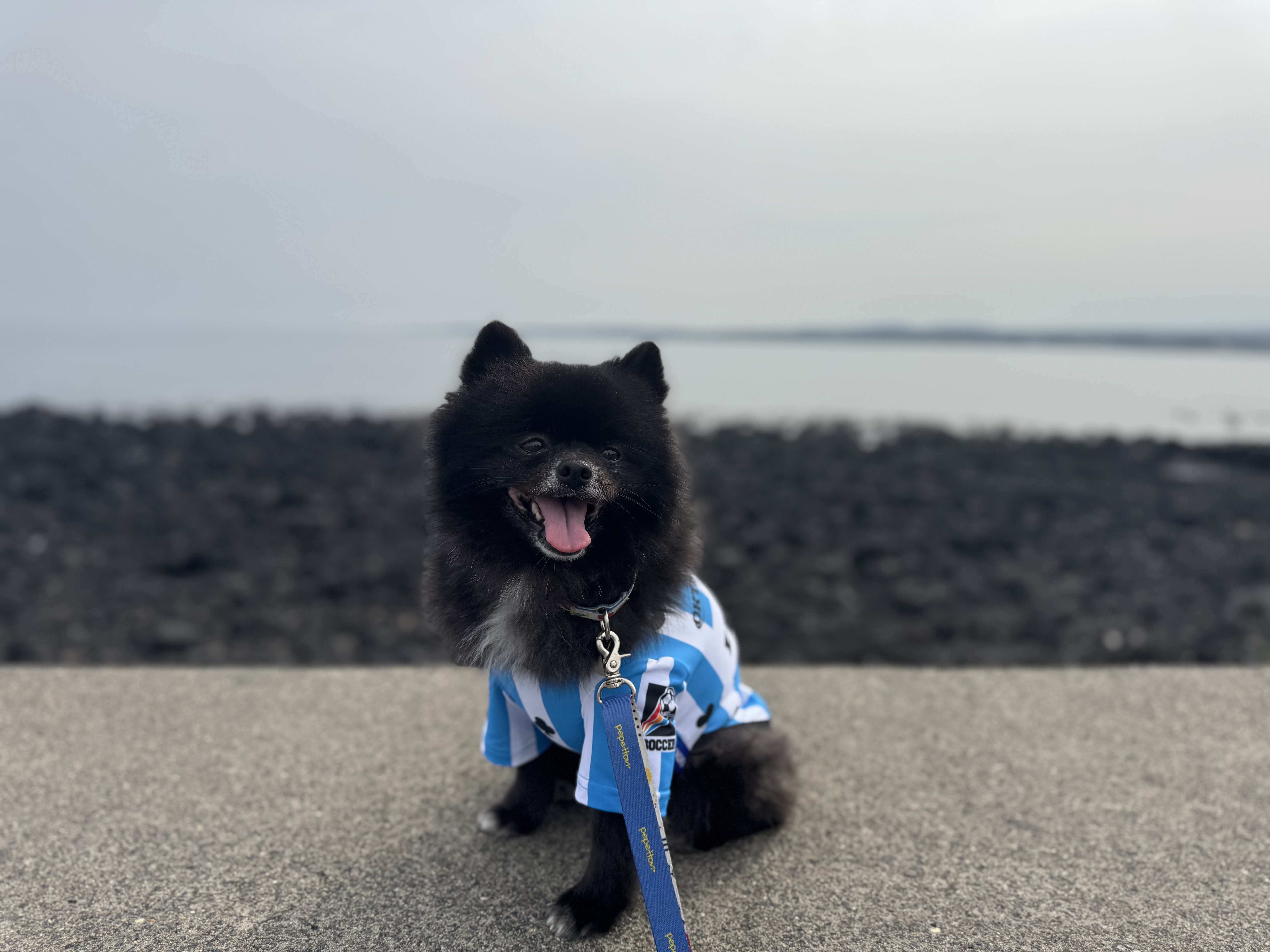 반곰이(현: 레오) 입양 1주년 후기