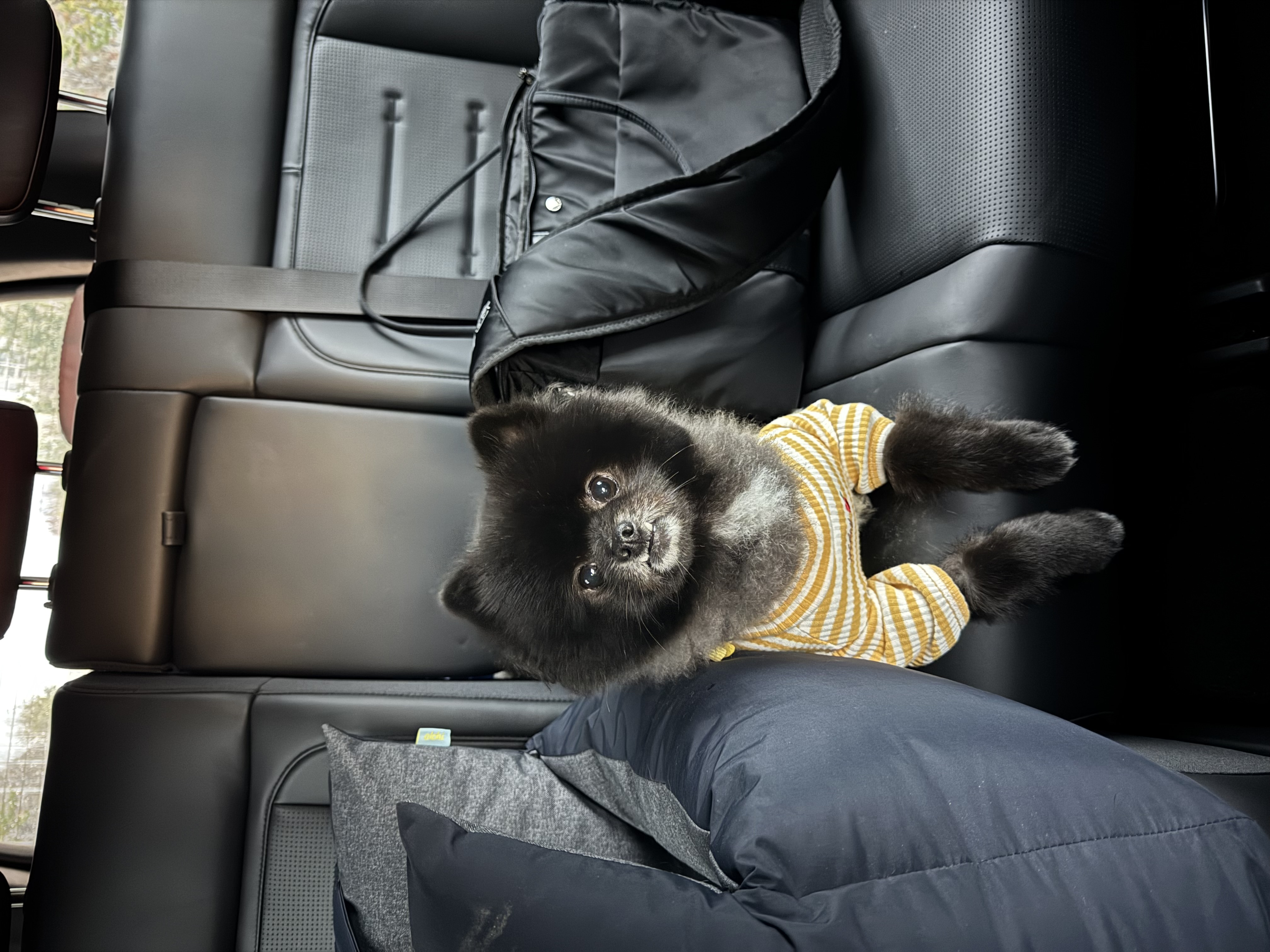 반곰이(현: 레오) 입양 1주년 후기